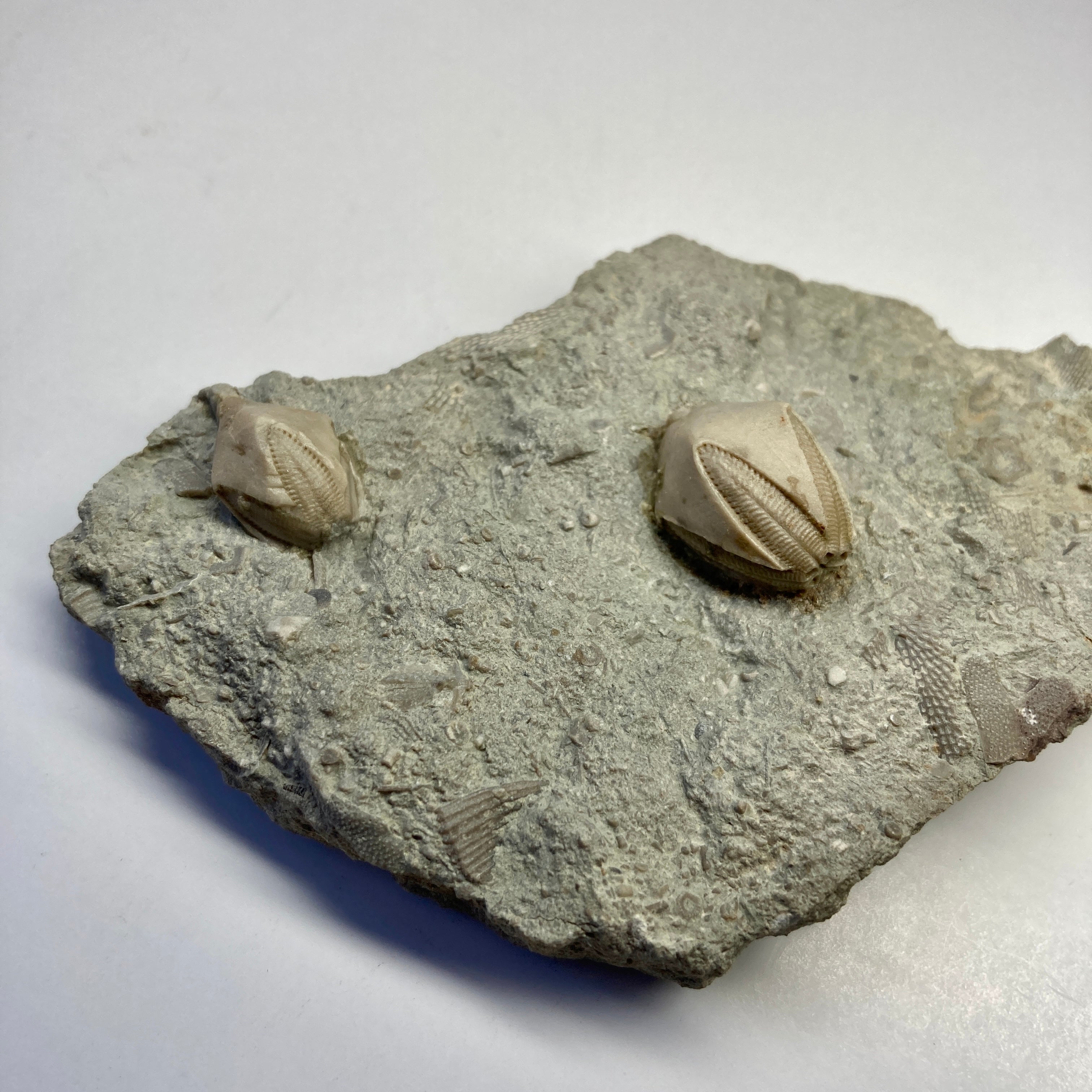 Authentic Blastoid Pentremites sp. Fossil - Rare Marine Specimen for Collectors, Paleontology Study & Home Decor