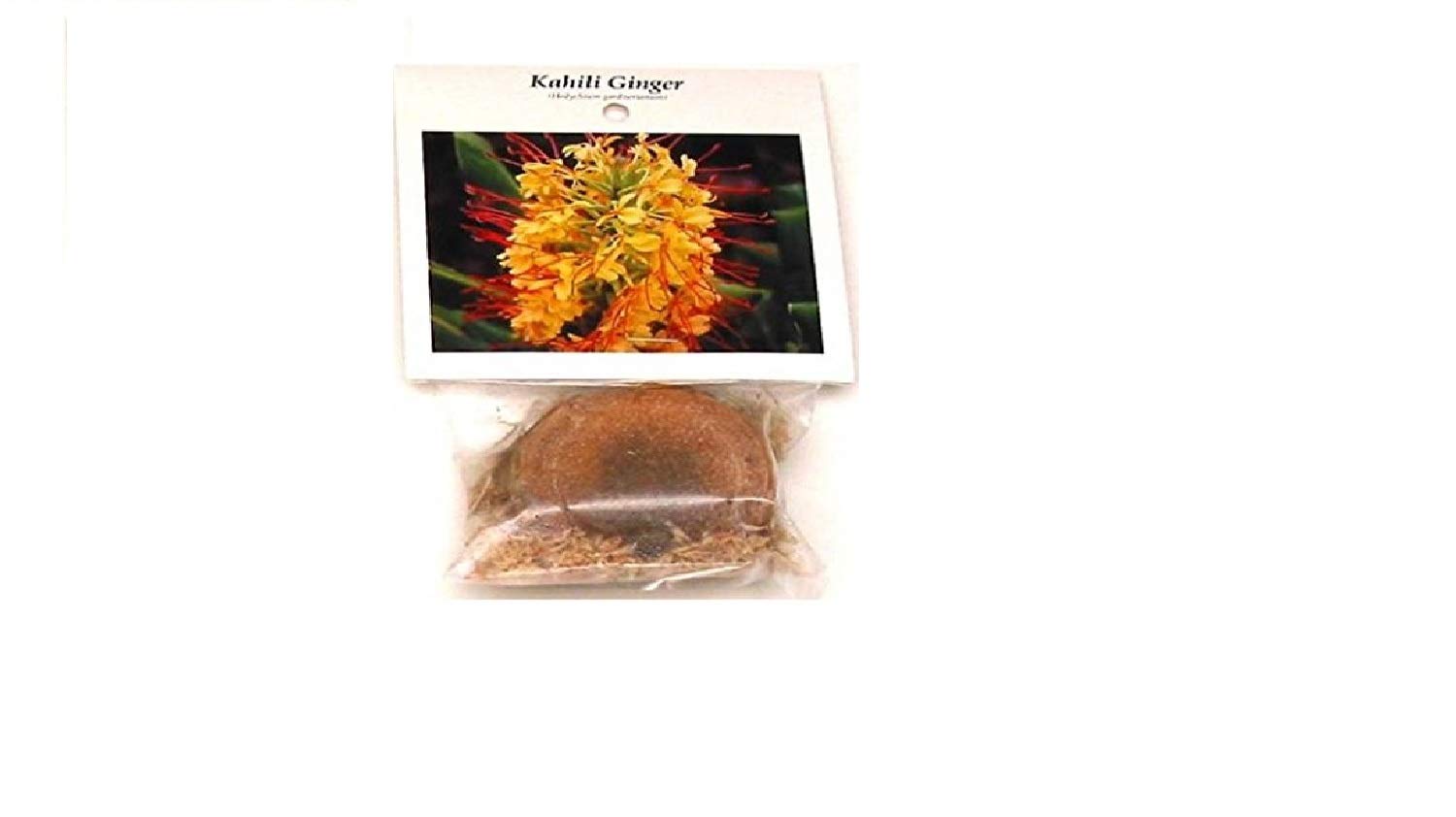 Hedychium Gardnerianum Yellow Kahili Ginger Plant Root - Live Tropical Flower Bulbs for Garden Planting (1 Pack) | Zone 5 Hardy | Perfect for Hawaiian-Themed Landscaping, Poolside Gardens & Exotic Flower Arrangements