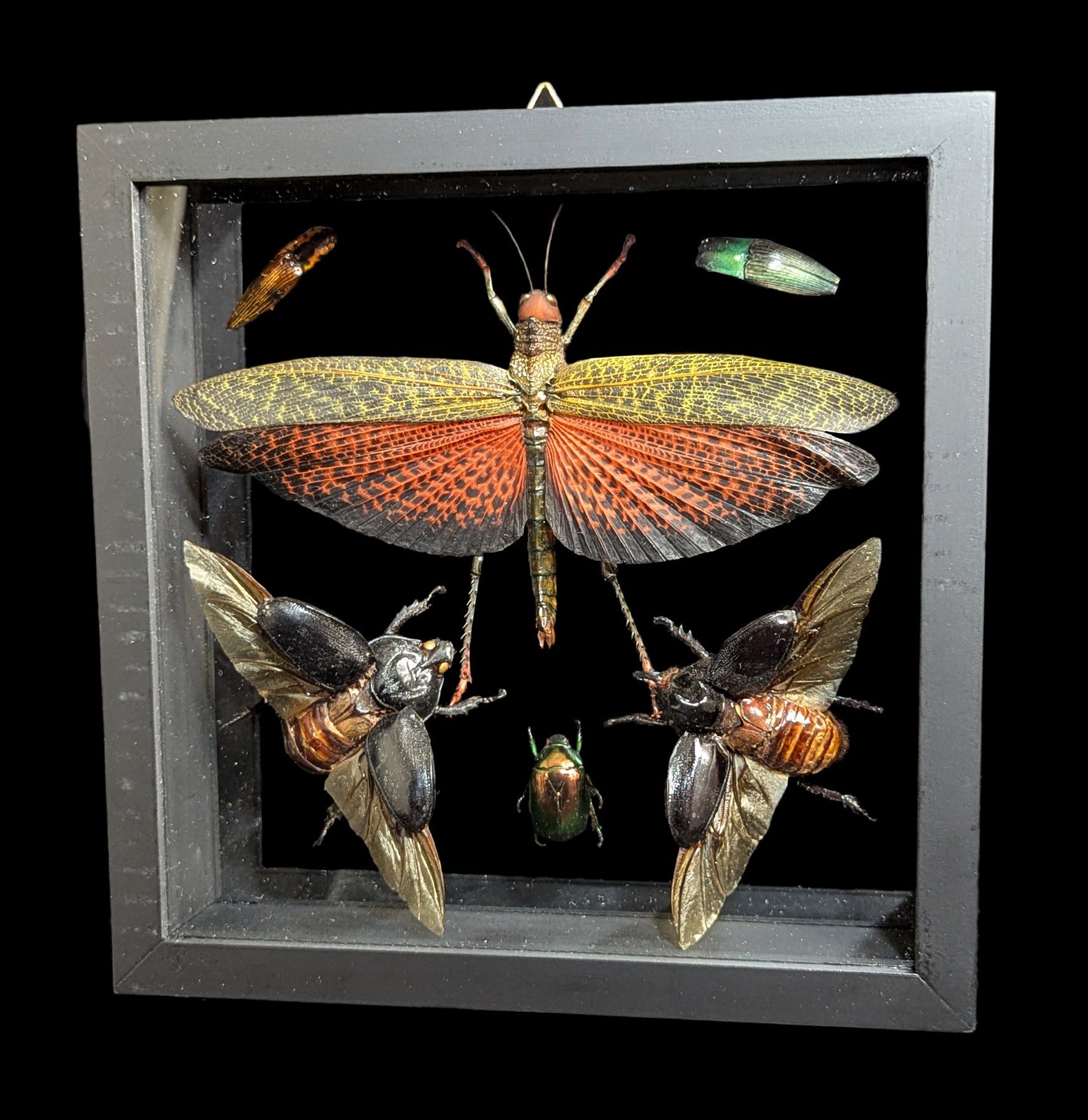 6 Pack Double Glass Framed Insect Specimens - Real Entomology Display for Home Decor, Classroom Education & Science Collections
