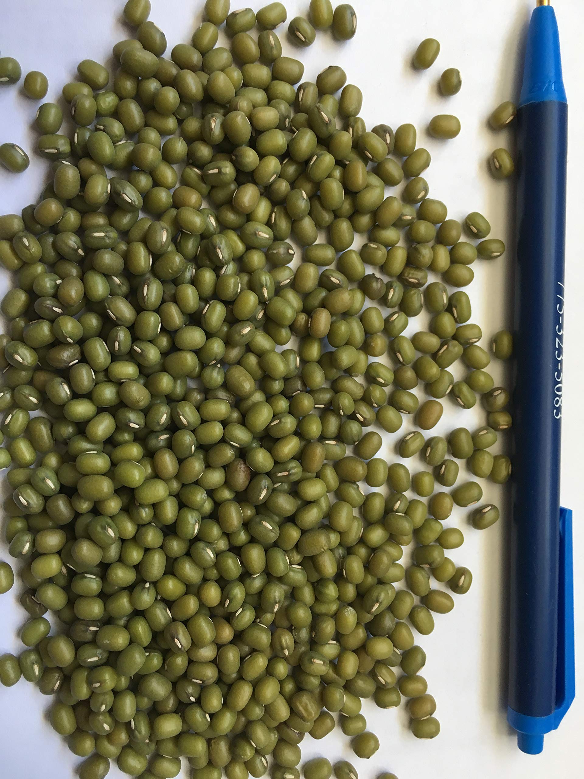 Organic Mung Bean Seeds 4oz - Non-GMO Microgreens for Sprouting, Gardening & Fresh Salads | Perfect for Homegrown Superfoods, Healthy Eating & Urban Farming
