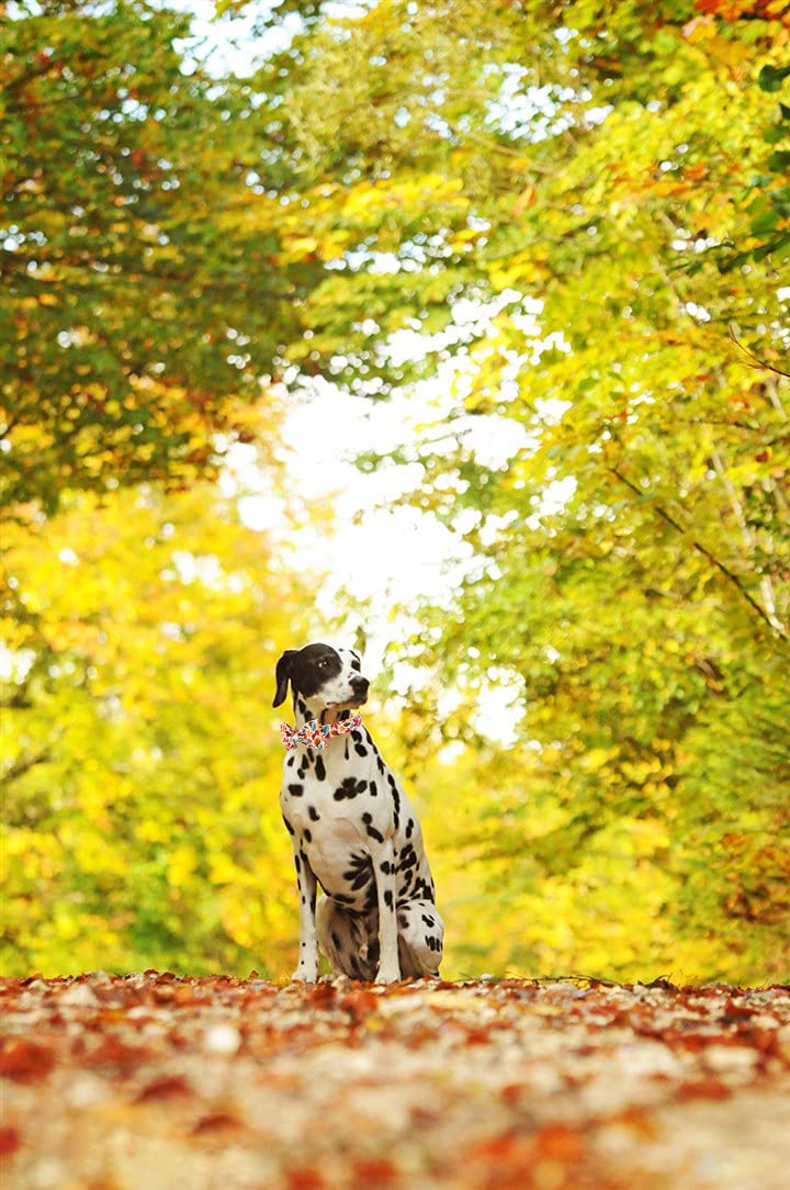 Elegant Adjustable Dog Collar with Bow Tie - Soft Fall Pet Collar for Small Dogs, Male or Female | Perfect for Daily Walks, Special Occasions & Photo Shoots