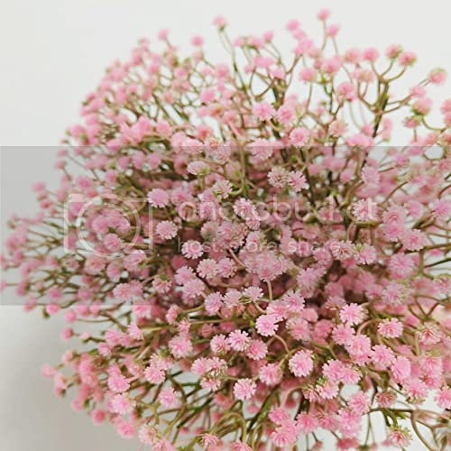 Babybreath-pink