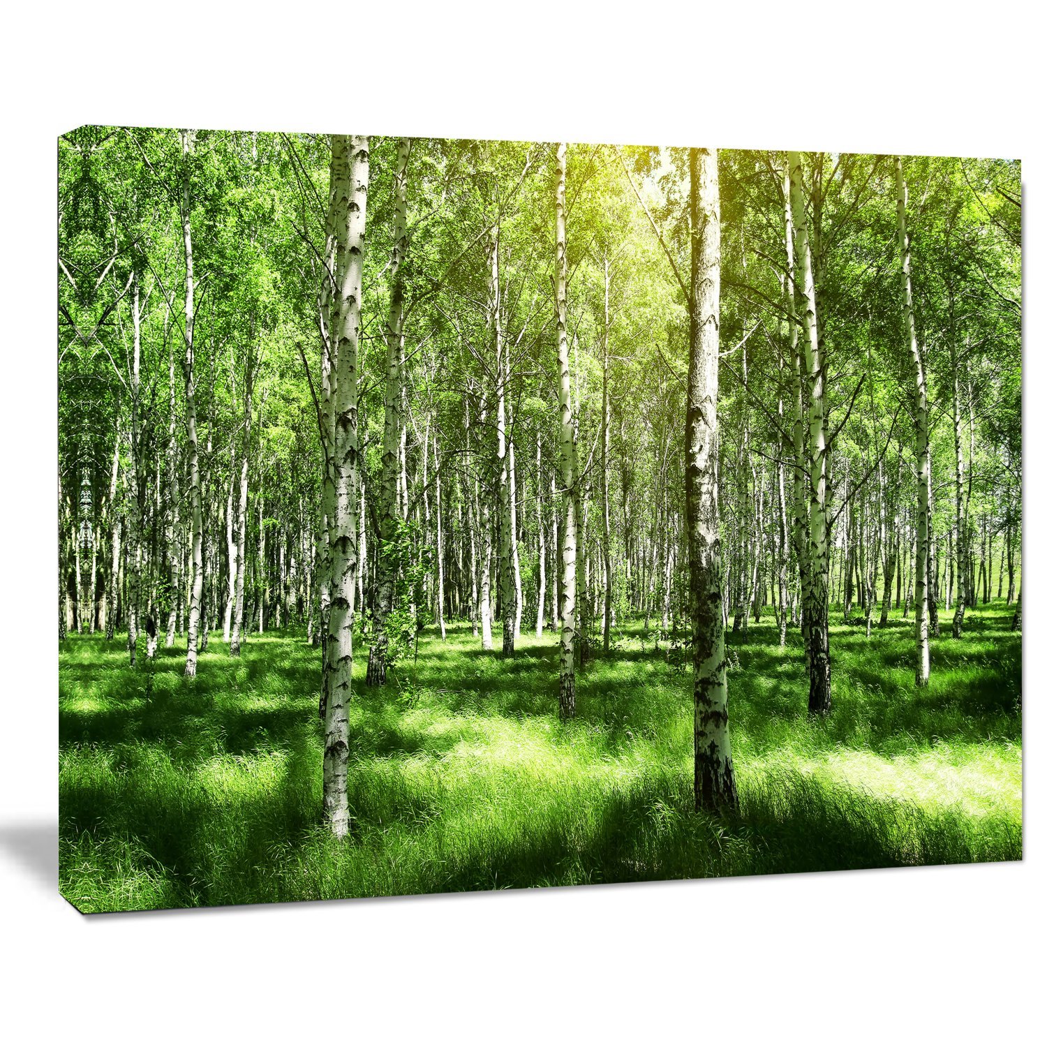 Stunning Birch Grove Landscape Art Print Canvas - Nature Wall Decor for Living Room, Bedroom & Office