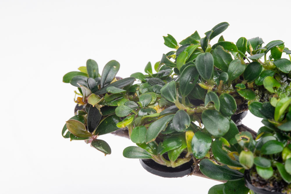 Bucephalandra Bonsai Tree - Live Aquatic Plant for Aquascaping | Perfect for Fish Tanks, Aquariums & Terrariums | Low Maintenance Freshwater Plant Decor