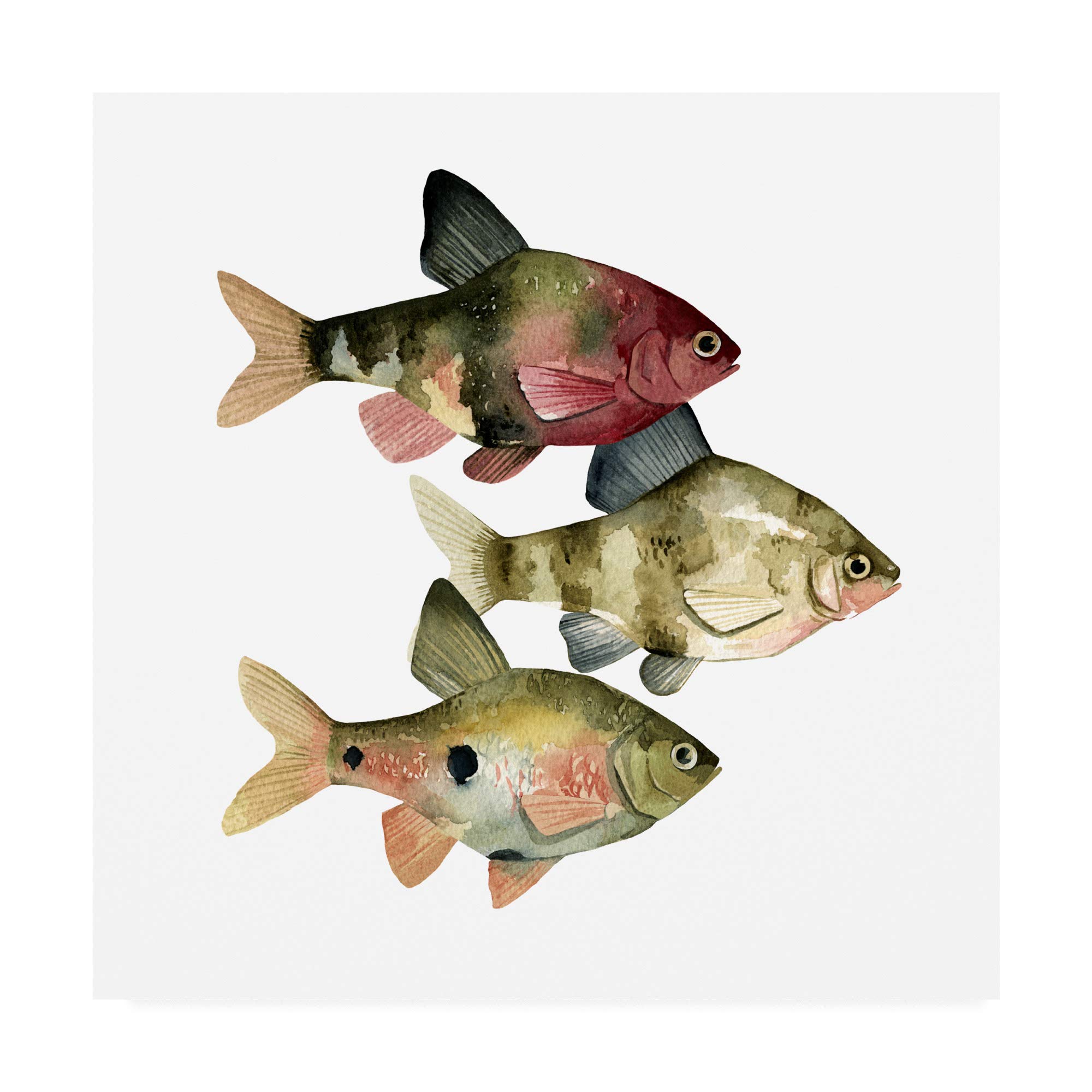 Trademark Fine Art - Emma Scarvey Rainbow Fish II Canvas Print 24x24 - Modern Wall Decor for Living Room, Bedroom & Office