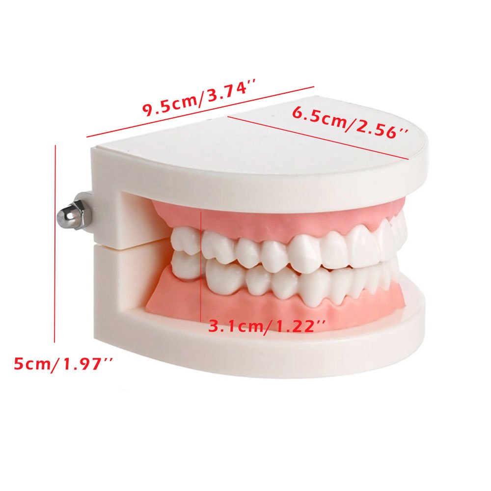 Adult Dental Teeth Teaching Model - Standard Dentures with Gums for Brushing Demonstration | Perfect for Kindergarten, Dental Schools & Oral Hygiene Education