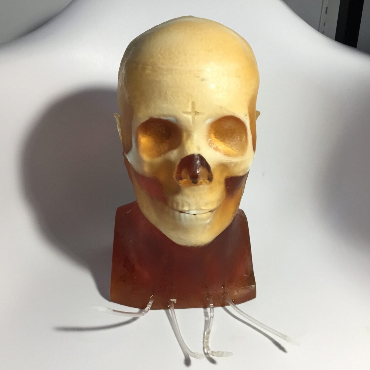 High-Quality Dynamic Adult Head Phantom for Ultrasound, MRI & CT Scans - Perfect for Medical Training & Diagnostic Equipment Testing
