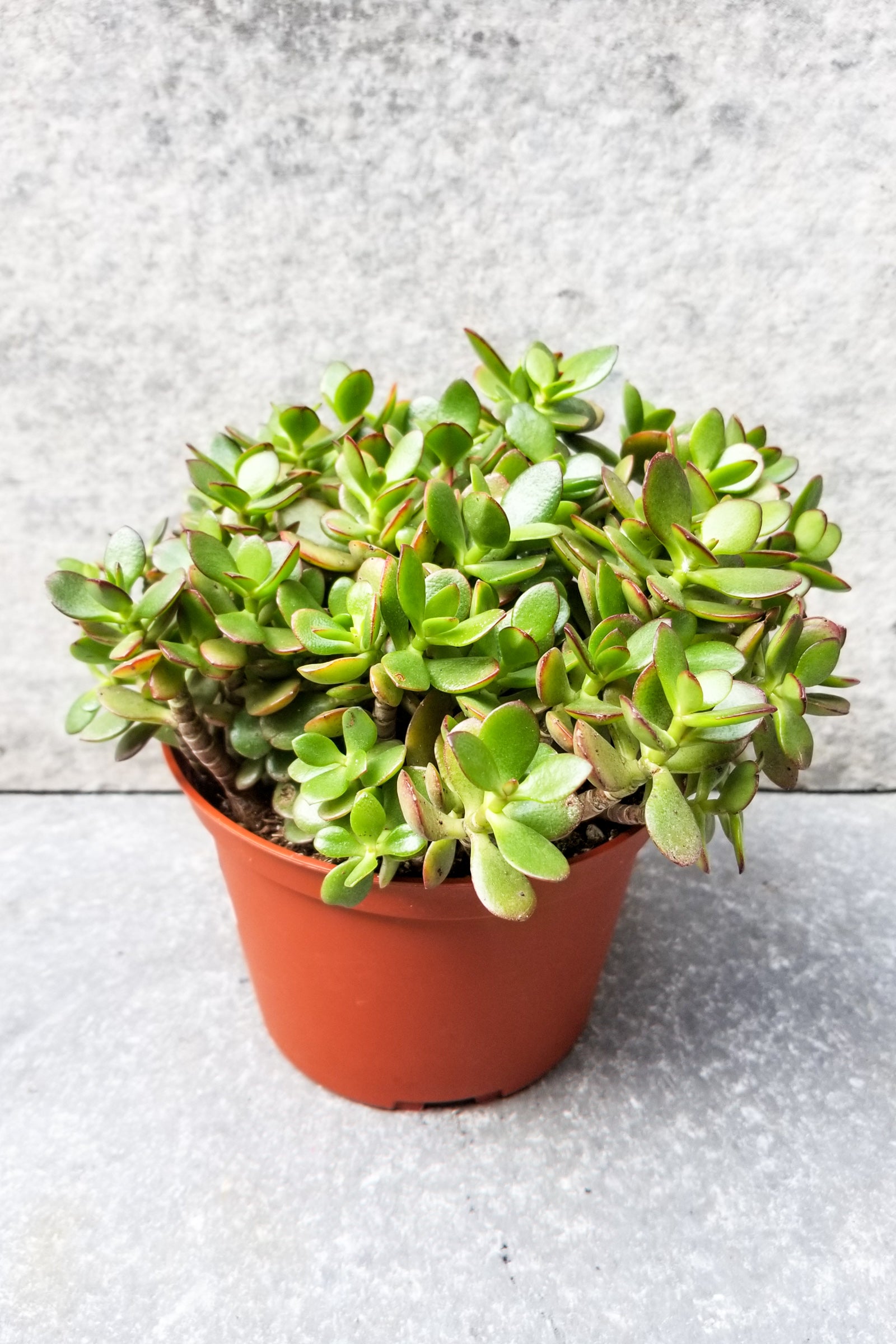 Crassula ovata 'Crosby' - 6 Inch Jade Plant Succulent for Home Decor, Office Desk, and Indoor Gardening | Easy Care Houseplant for Beginners