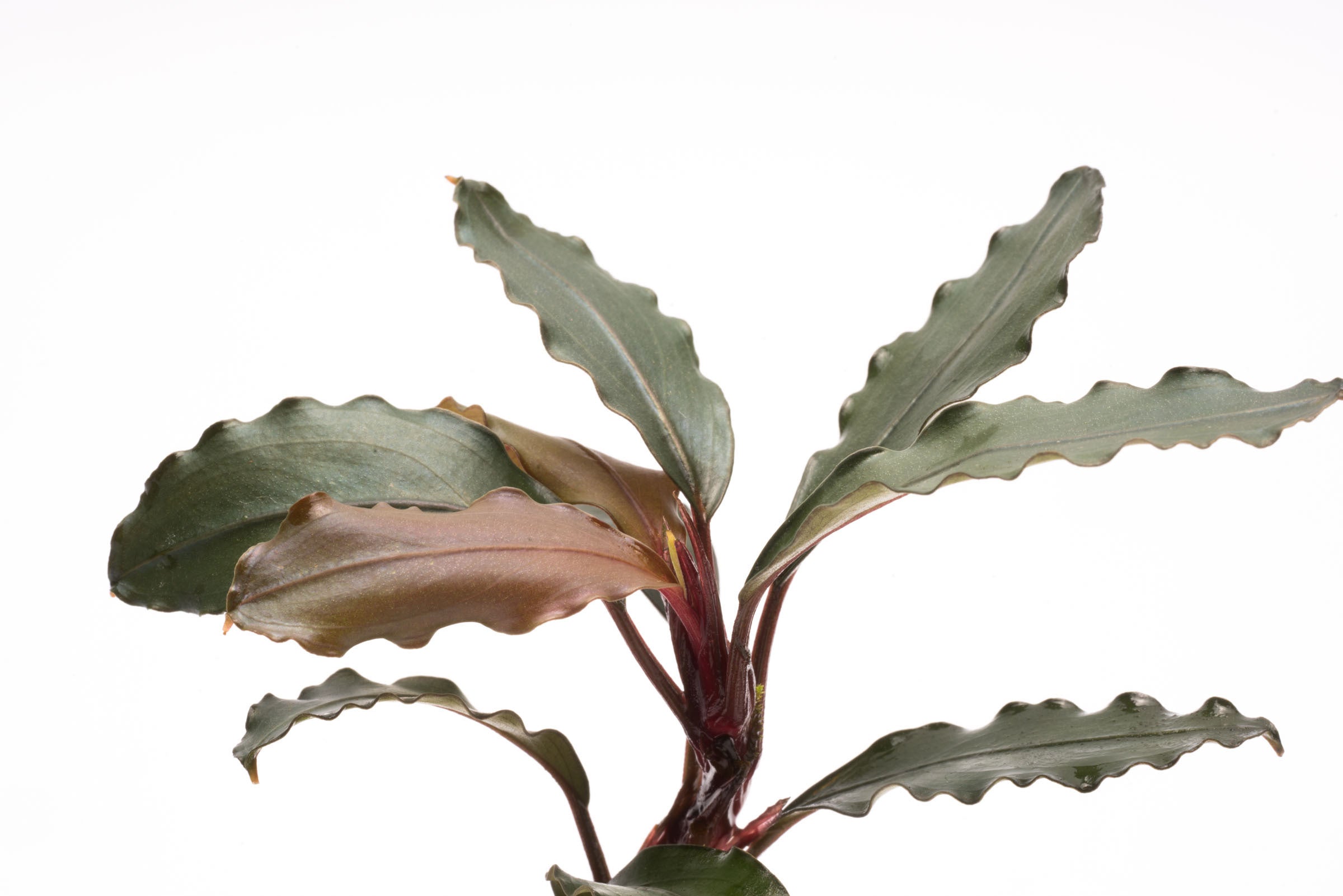 Bucephalandra Theia Red Aquatic Plant for Aquariums - Rare Freshwater Plant for Fish Tanks, Aquascaping & Low-Tech Aquariums - Perfect for Natural Decor & Shrimp Habitats