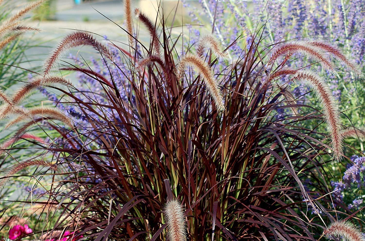 40 Live Red Fountain Grass Plants (Pennisetum Setaceum Rubrum) - Blooming Ornamental Grass for Landscaping, Garden Borders & Container Planting