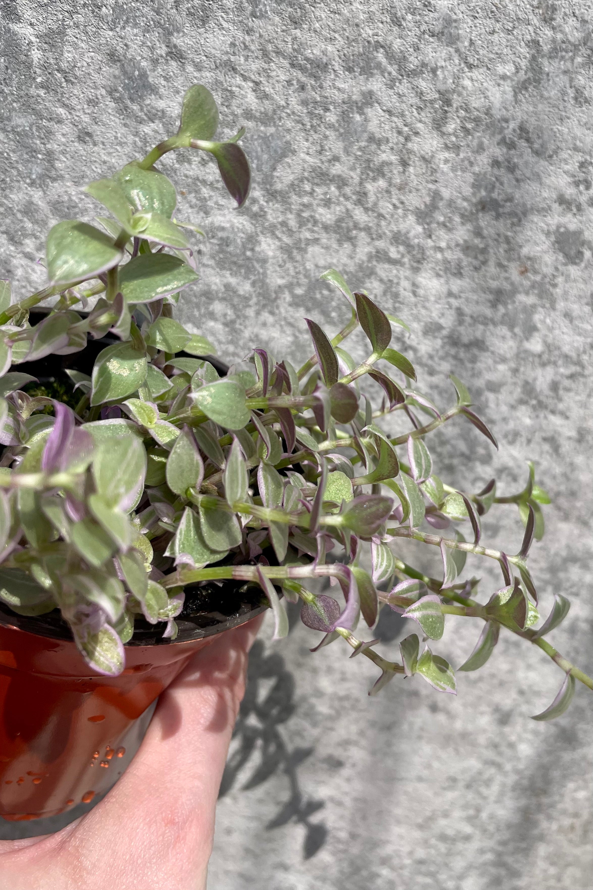 Callisia Repens (Turtle Vine) - 4 Inch Live Plant for Home Decor, Terrariums & Indoor Gardens | Easy Care Houseplant for Beginners