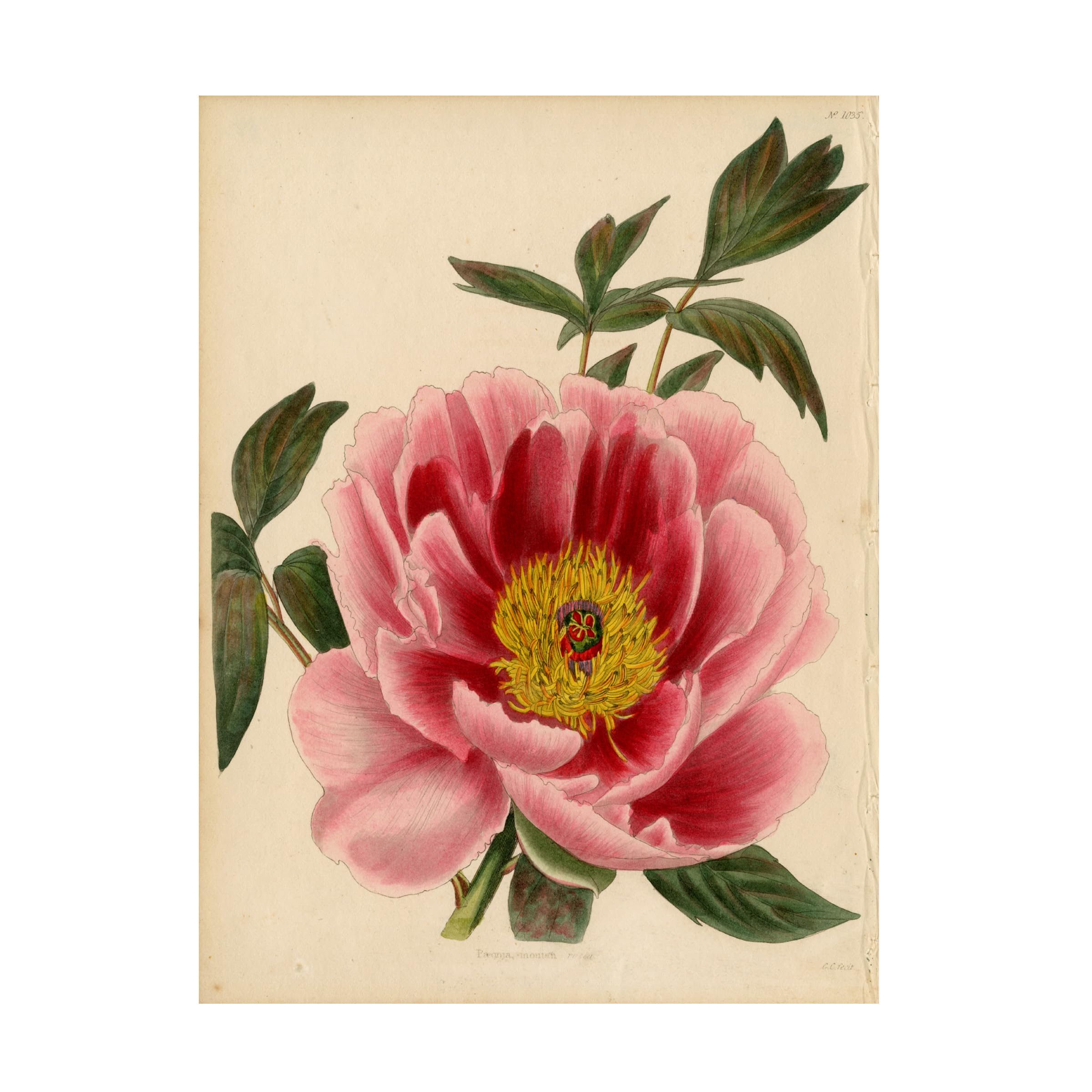 Trademark Fine Art 'Paeonia Montan' Floral Canvas Wall Art Print by Art Licensing Studio - Perfect for Living Room, Bedroom & Office Decor