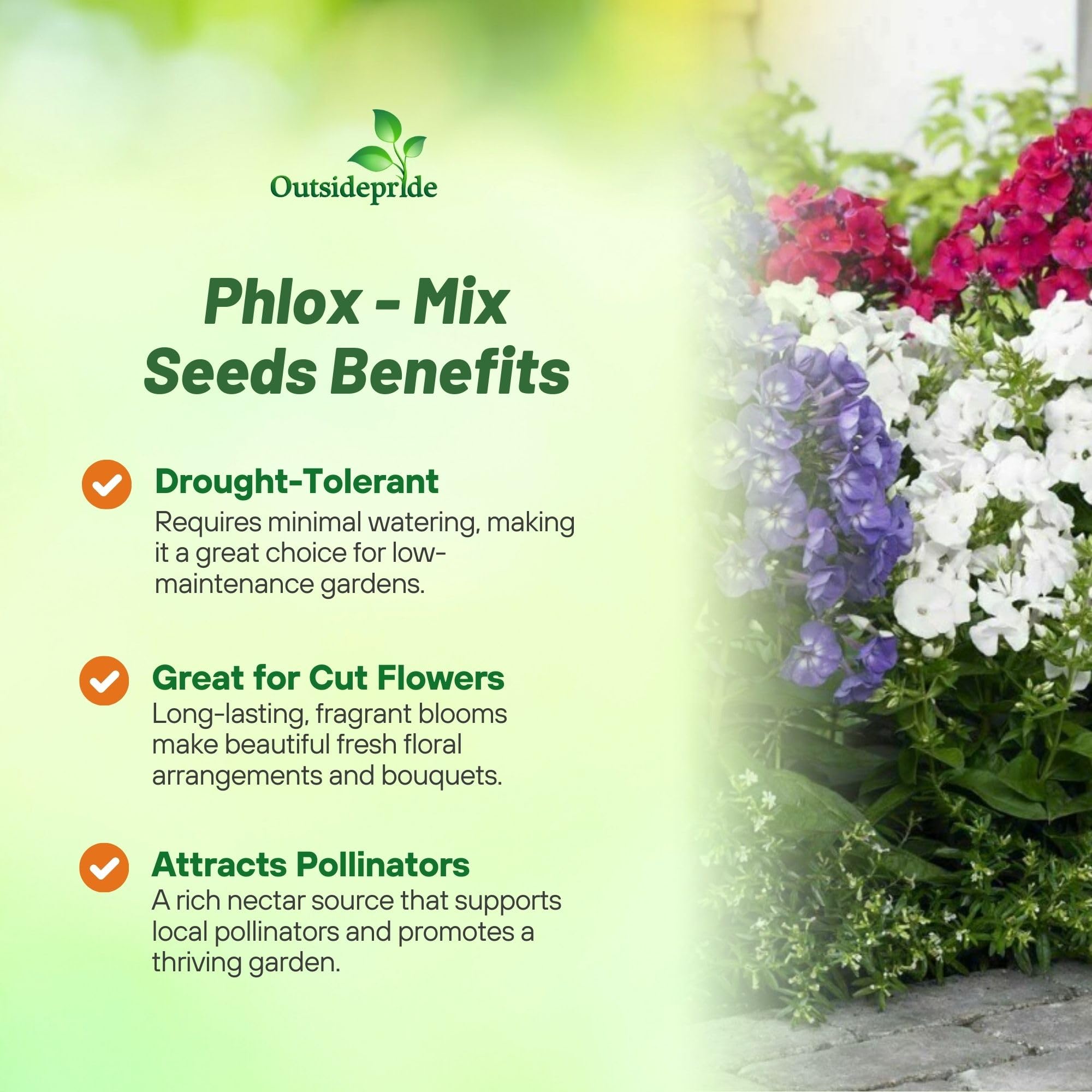 Outsidepride 1000 Seeds Annual Beauty Phlox Flower Seed Mix - Colorful Garden Flowers for Planting, Borders & Landscaping - Attracts Butterflies & Pollinators