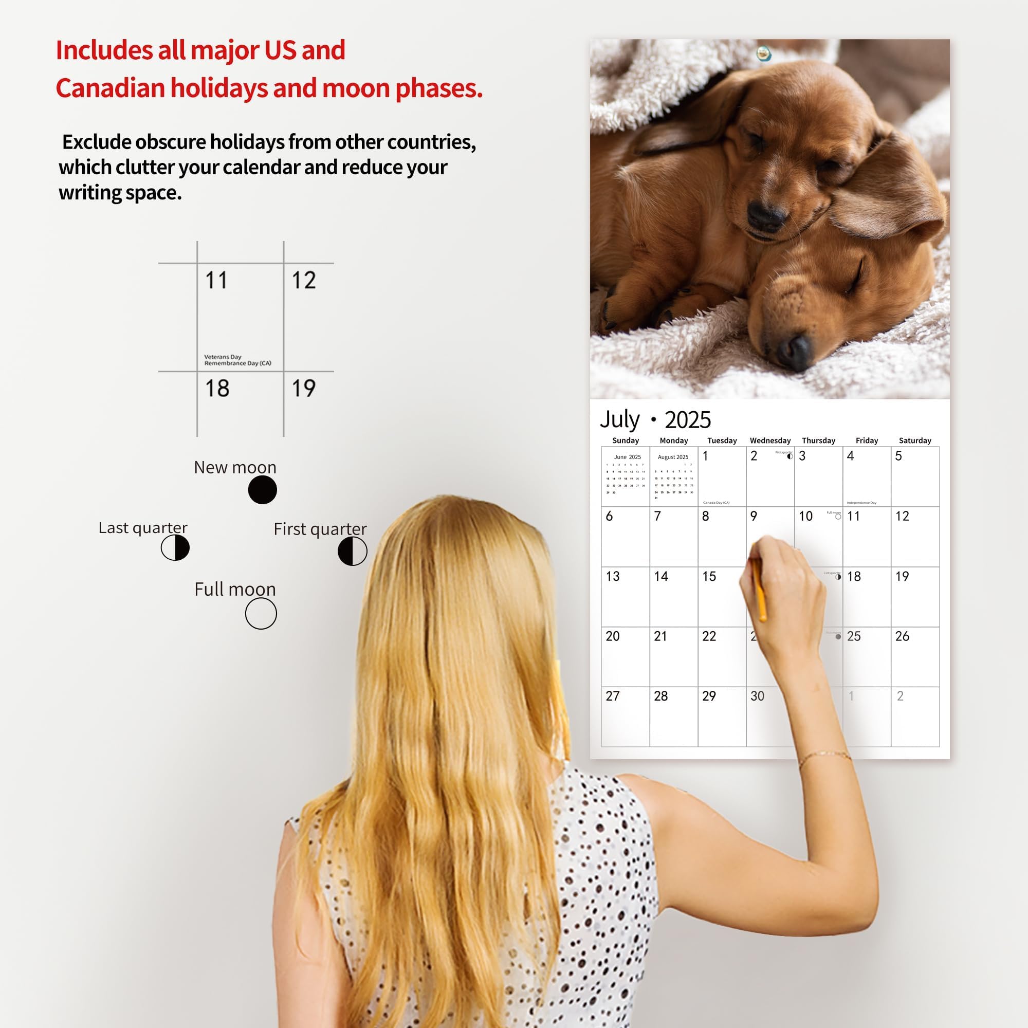 2025-2026 Wall Calendar with Dachshund Design | January 2025 to June 2026 | 12