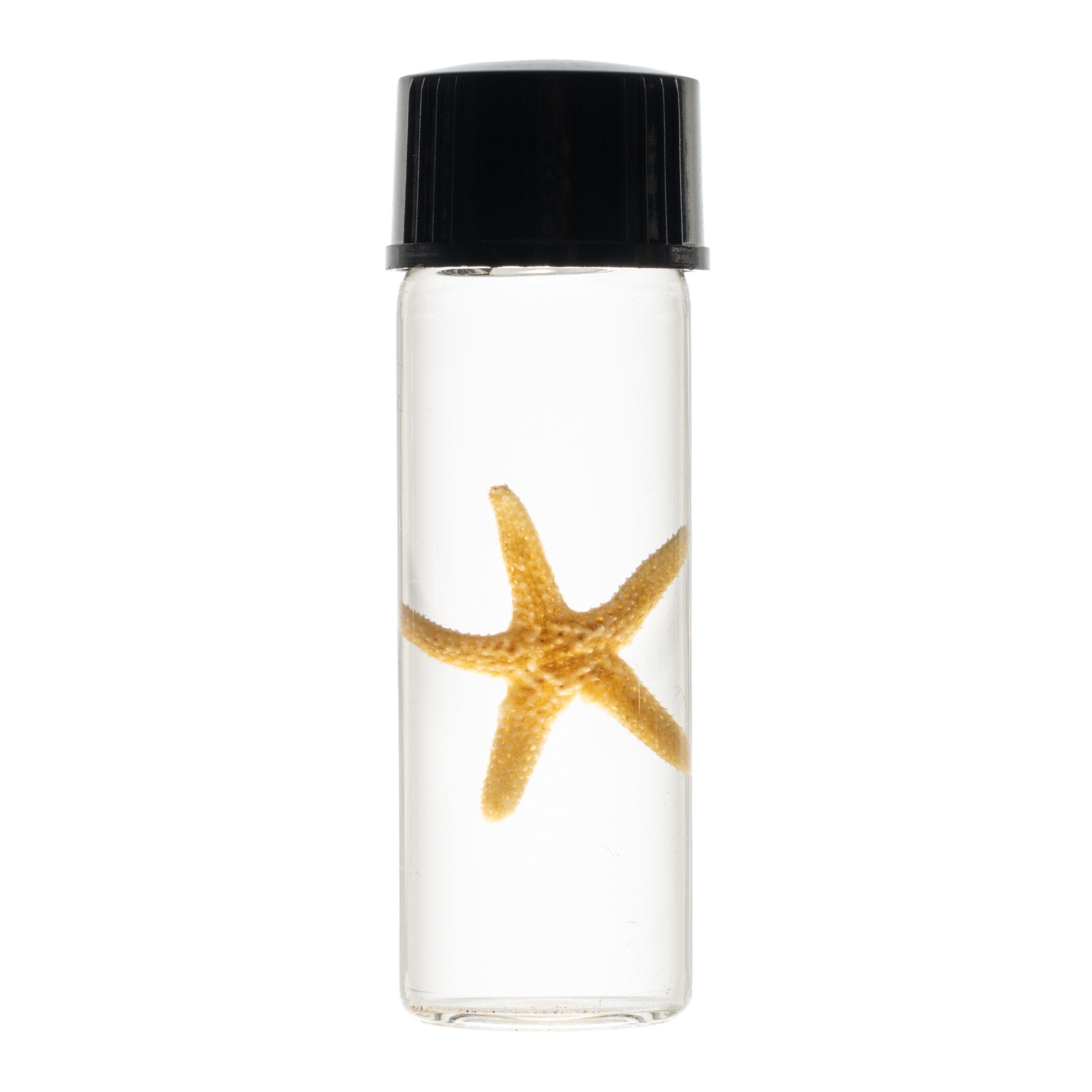 Authentic Wet Specimen in Alcohol - Preserved Starfish for Science, Education & Home Decor | Perfect for Biology Labs, Classroom Displays & Gothic Decor