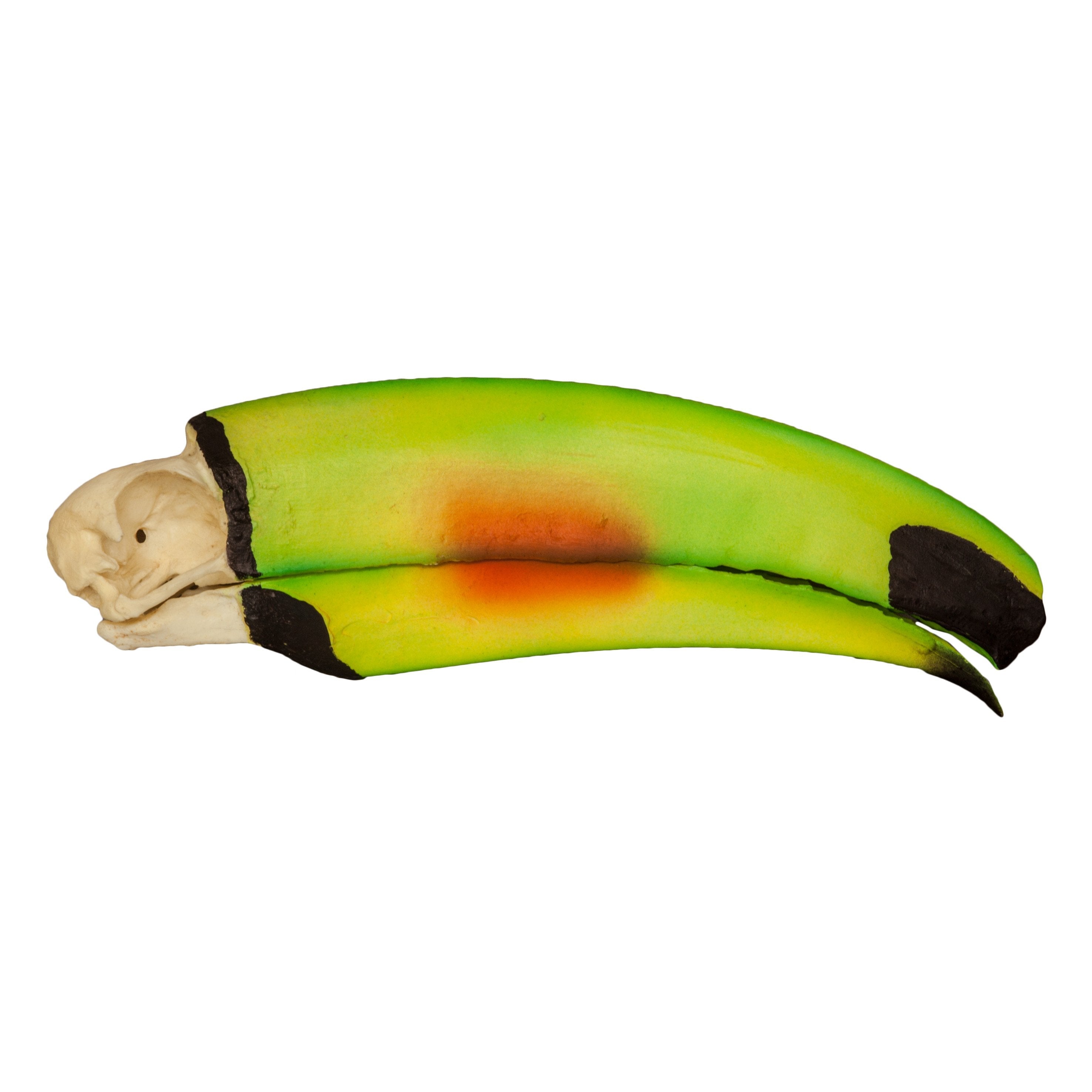Authentic Replica Keel-Billed Toucan Skull - Handcrafted Collectible for Home Decor & Gothic Displays