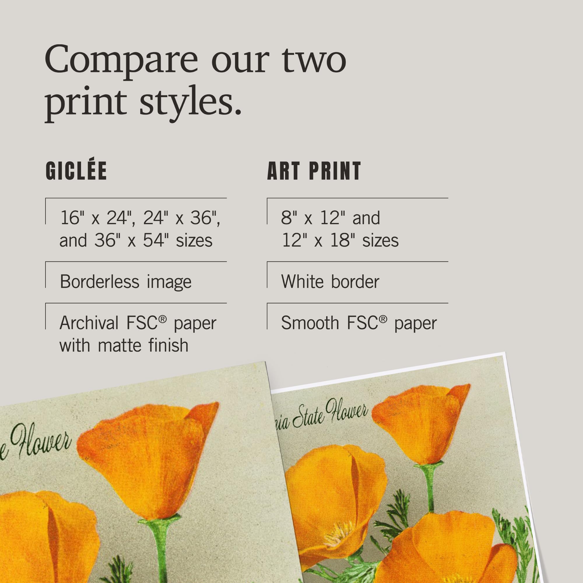 Lantern Press 16x24 Inch Giclee Print - California State Flower Art, The Californian Poppy Flowers Wall Decor | Perfect for Home, Office & Gallery Display
