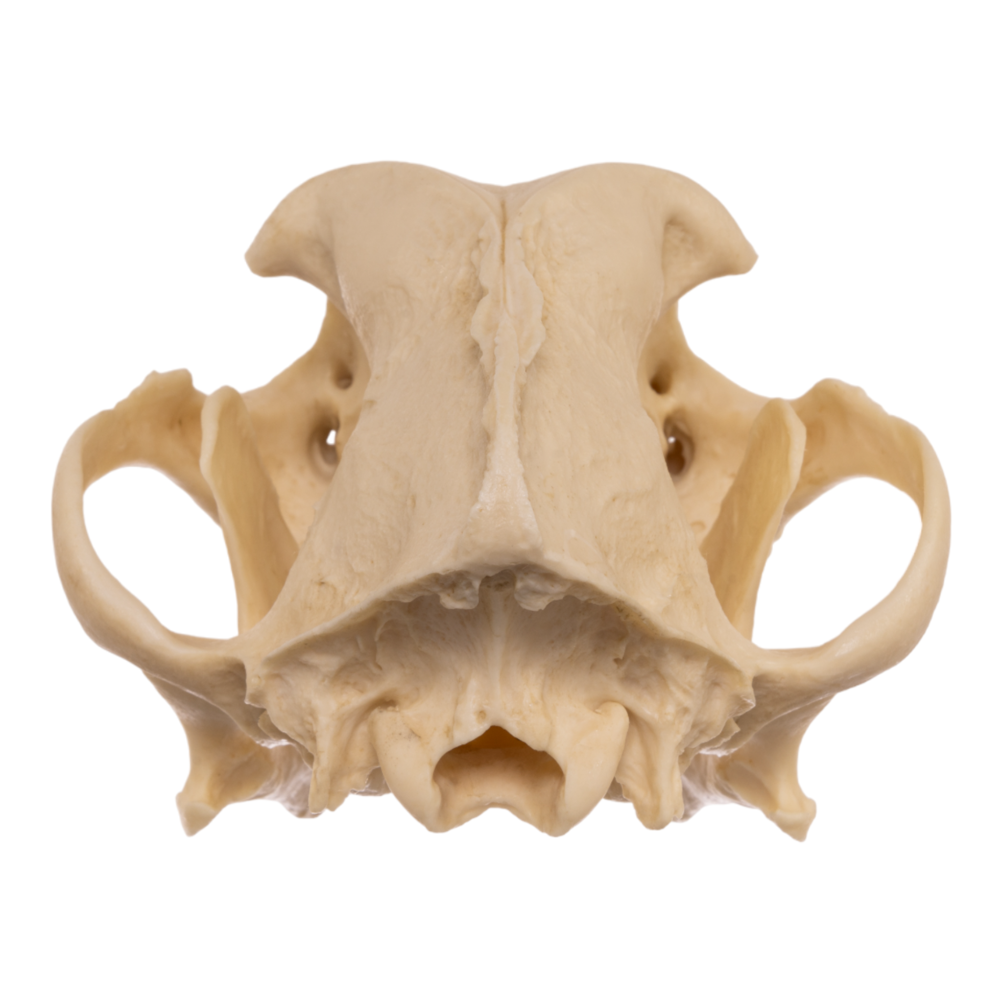 Authentic Pit Bull Dog Skull Replica - Realistic Canine Anatomy Model for Veterinary Study, Halloween Decor, and Educational Displays