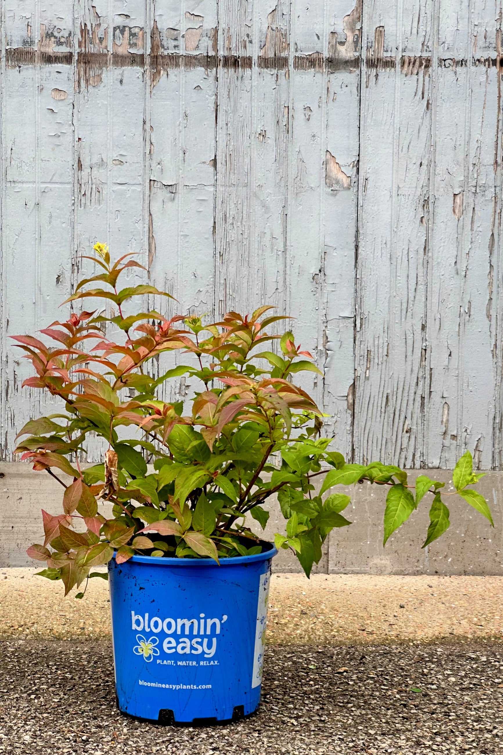 Diervilla 'Firefly' #2 Container - Hardy Native Shrub with Vibrant Yellow Flowers for Landscaping, Erosion Control & Pollinator Gardens