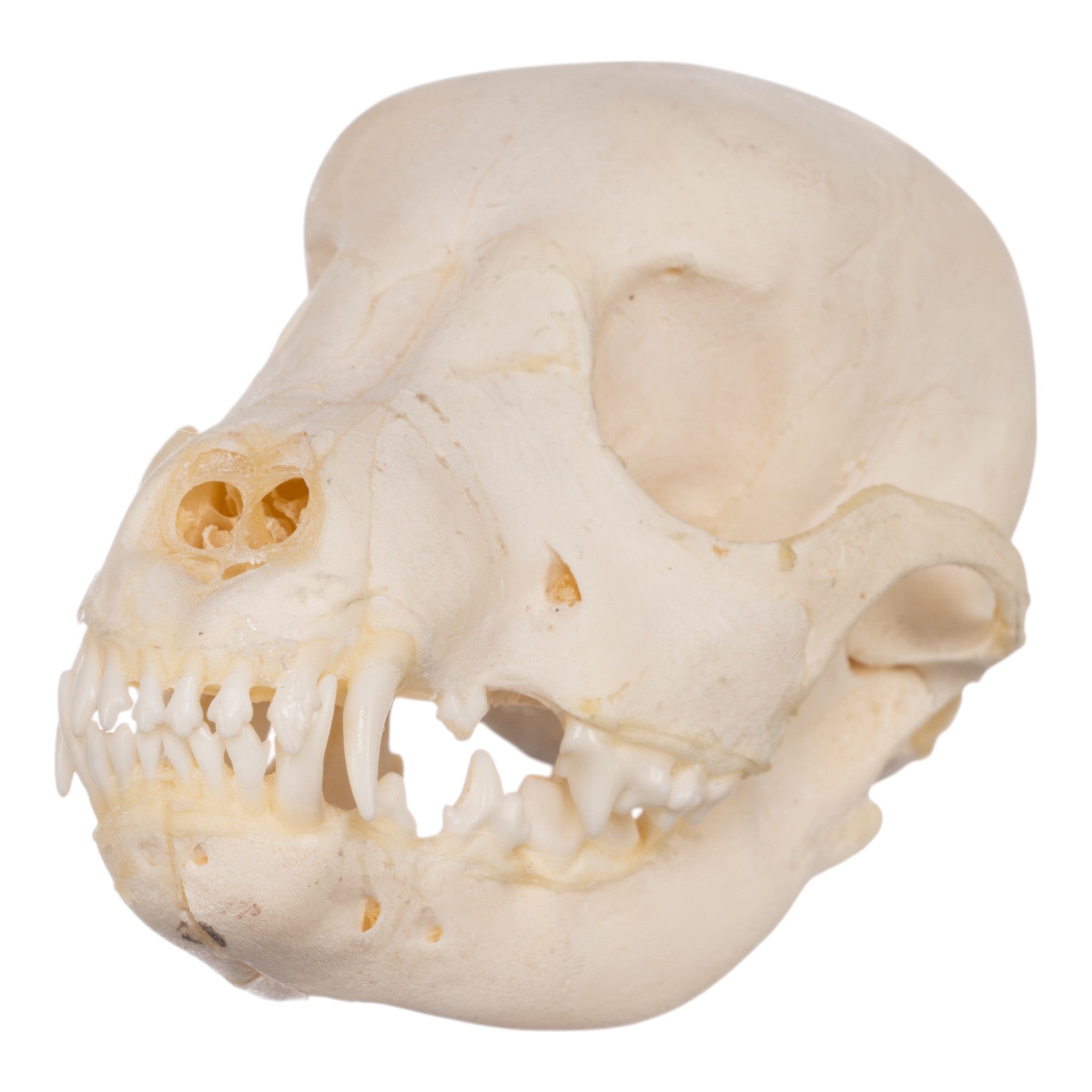 Authentic Domestic Dog Skeleton Model - Partial Canine Anatomy Specimen for Veterinary Study, Biology Education & Halloween Decor