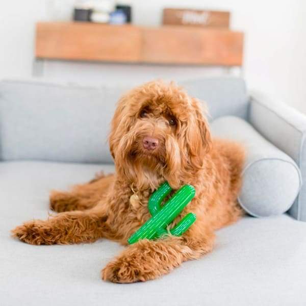 ZippyPaws ZippyTuff Cactus Dog Chew Toy - Durable Plush Squeaky Toy for Small & Medium Dogs - Perfect for Playtime, Training & Outdoor Adventures