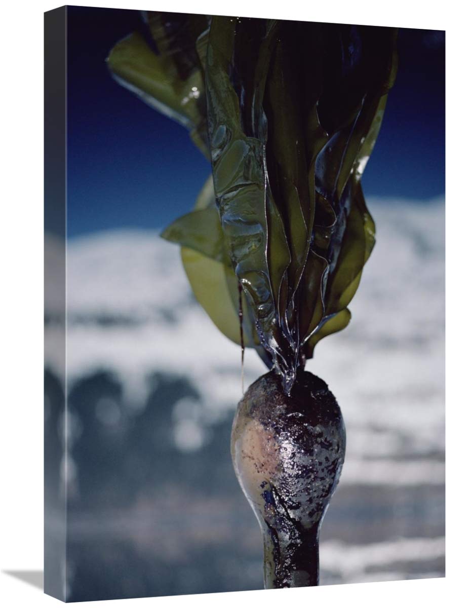 16 x 24 Inch Exxon Valdez Oil Spill Art Print - Alaska Kelp Close-Up Photo by Flip Nicklin | Wall Decor for Office, Living Room & Classroom