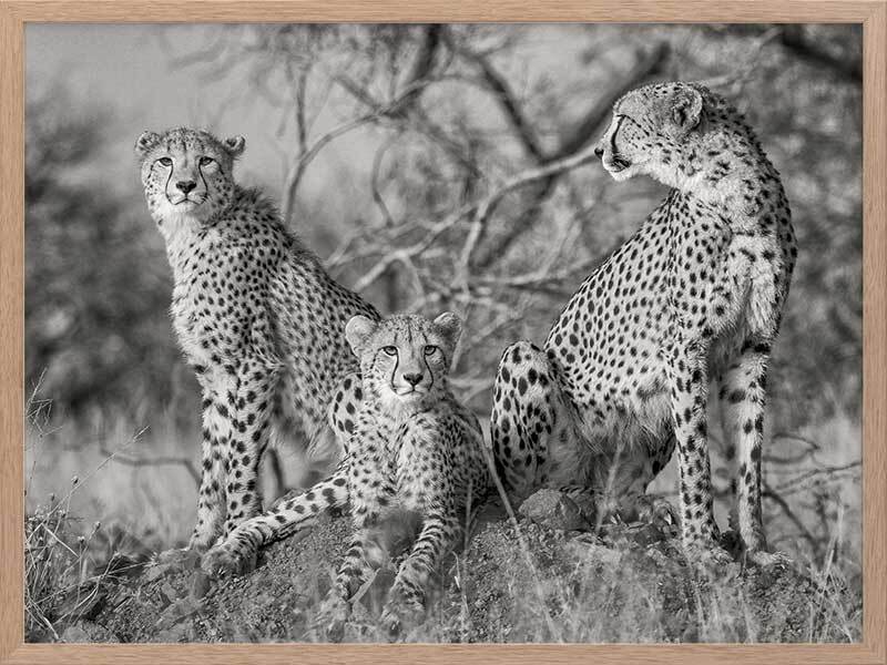 Cheetah Tribe Framed Art Print - Premium Wildlife Wall Decor for Living Room, Bedroom & Office - Perfect for Home & Office Decor