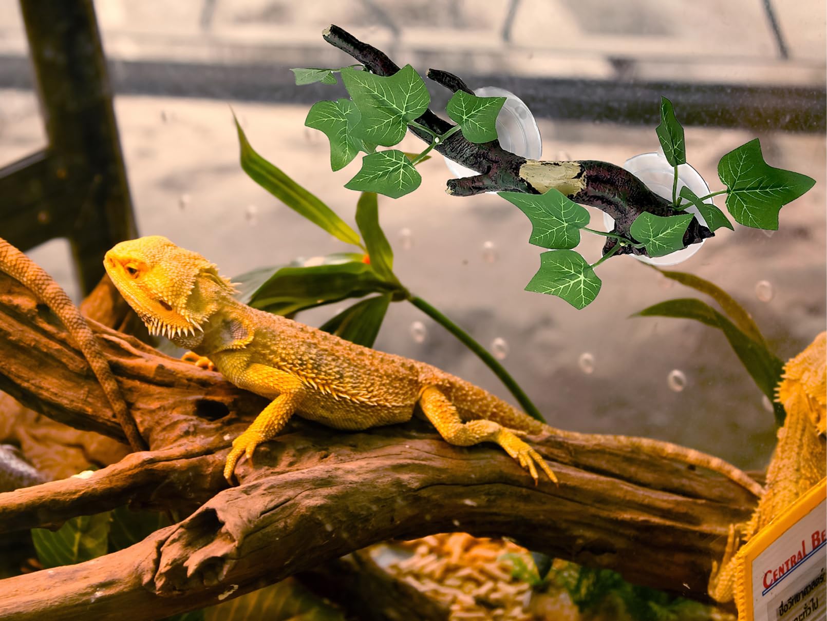 PINVNBY 2 Pack Reptile Corner Branches - Natural Terrarium Plants Decor with Suction Cups for Lizards, Snakes & Amphibians - Perfect for Climbing & Habitat Enrichment in Reptile Tanks