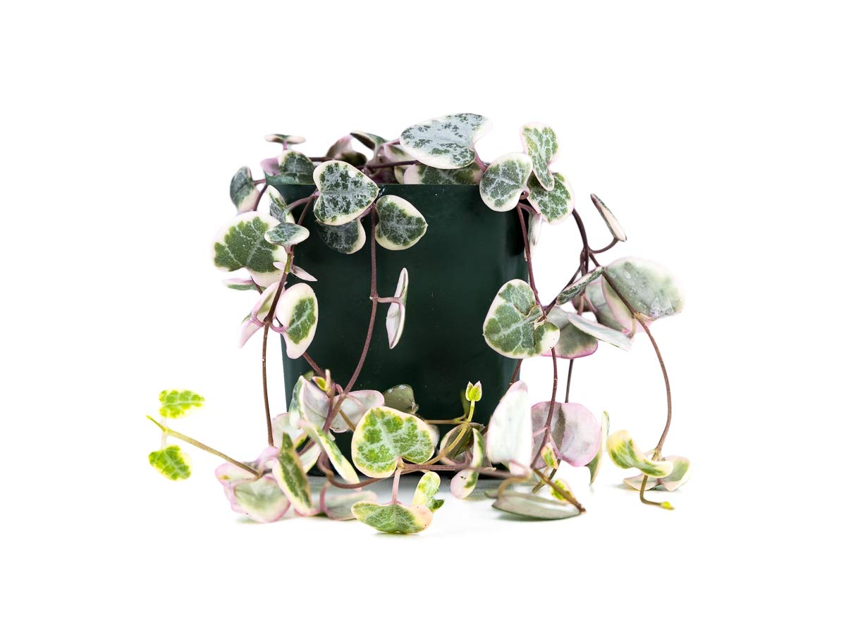 Variegated String of Hearts Plant - Ceropegia Woodii Variegata - Rare Succulent for Hanging Baskets & Home Decor | Perfect for Indoor Gardens, Office Spaces & Gift Giving