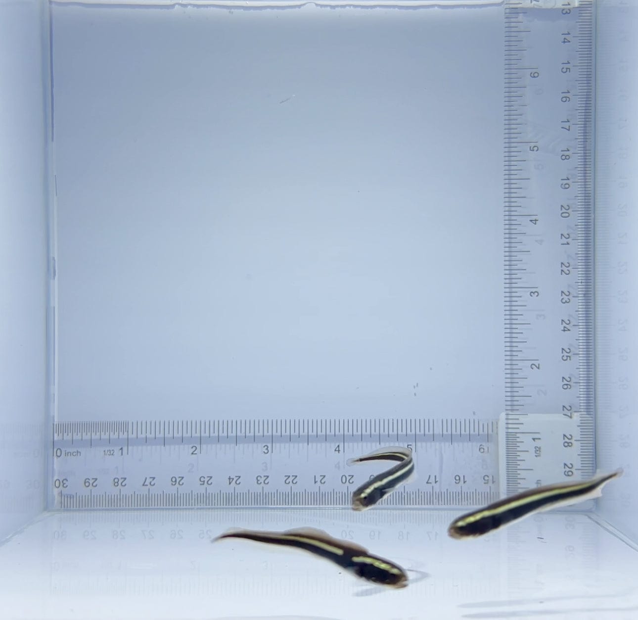 Engineer Goby Fish for Saltwater Aquariums – Perfect for Reef Tanks, Marine Habitats & Nano Aquascaping
