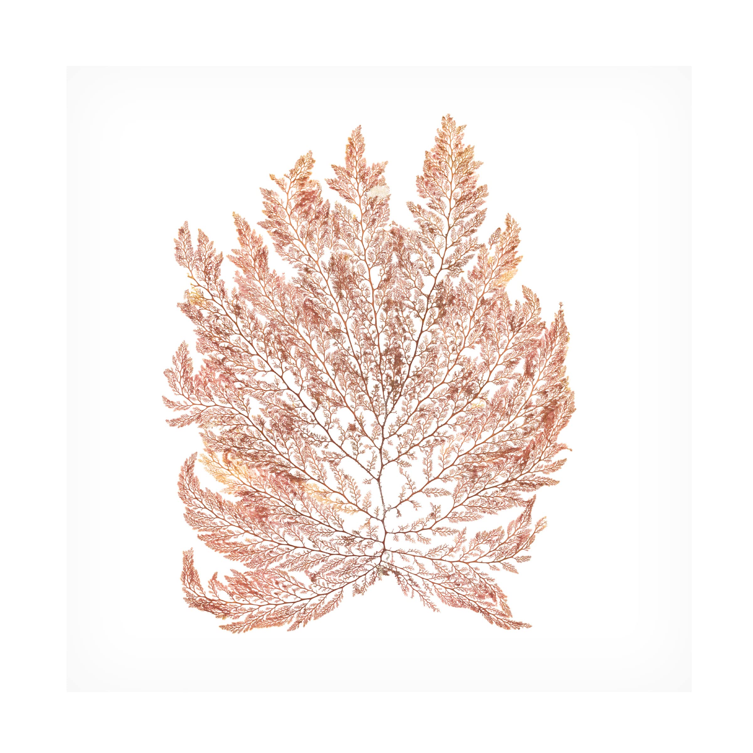 Pacific Sea Mosses I White Square Canvas Art Print by Wild Apple Portfolio – Coastal & Nautical Wall Decor for Living Room, Bedroom, or Office