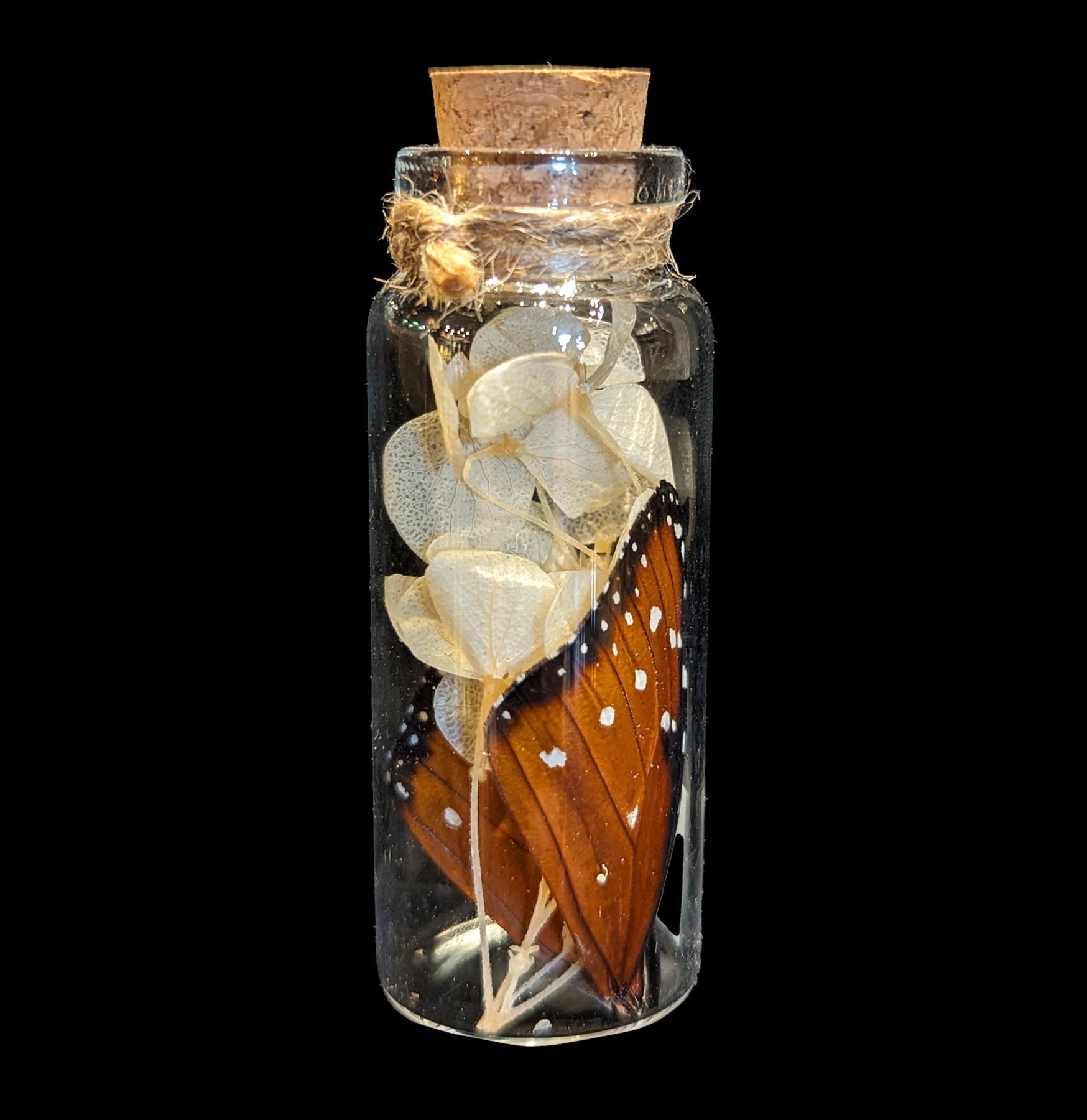 Butterfly Wing in Glass Bottle - Unique Decorative Collectible for Home, Office & Gift Giving - Perfect for Nature Lovers & Science Enthusiasts