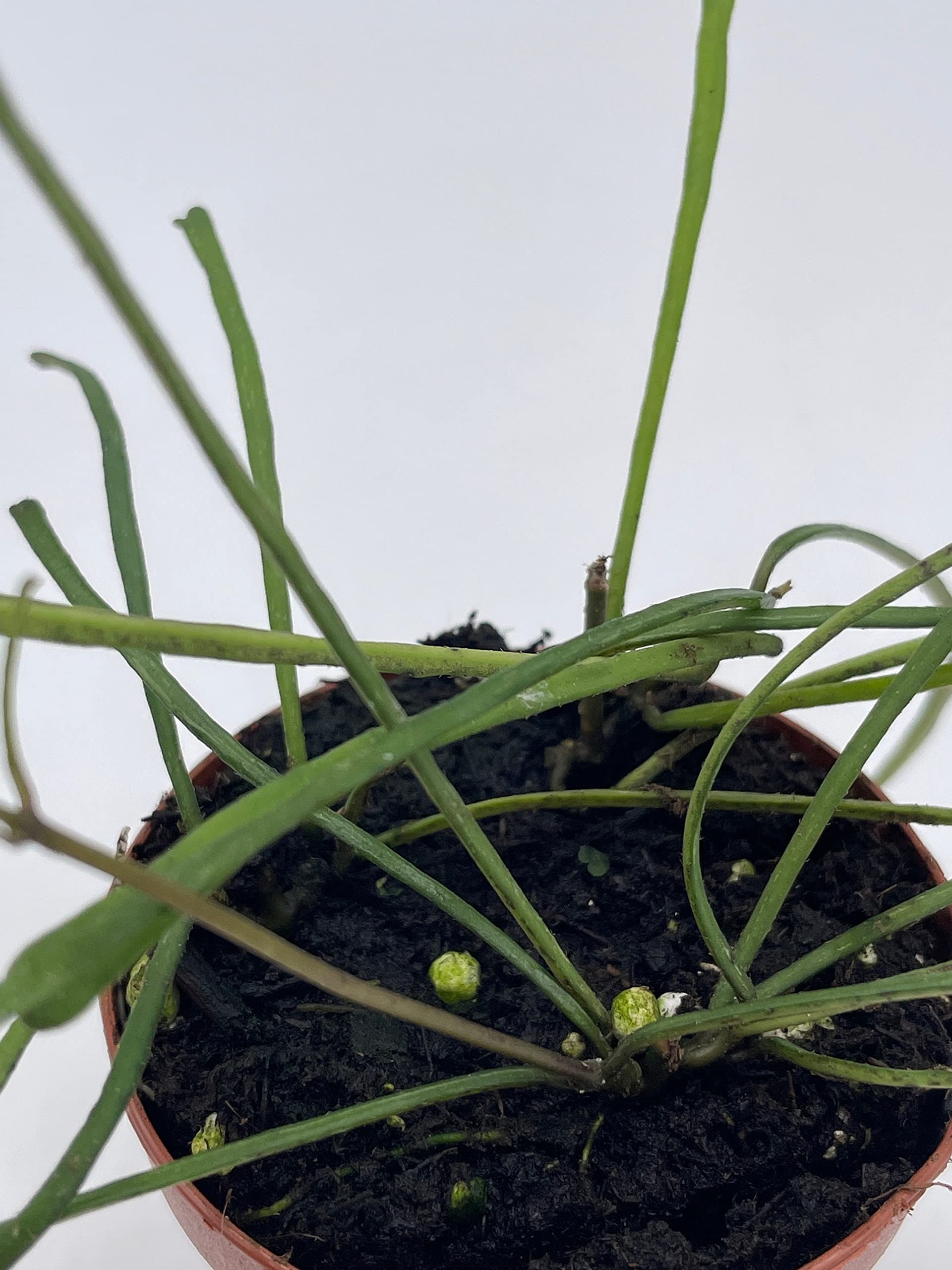 BubbleBlooms Hoya Retusa Live Plant in 2 Inch Pot - Wax Plant, Wax Vine, Porcelain Vine - Perfect for Indoor Home Decor, Office Desk, and Hanging Basket Displays