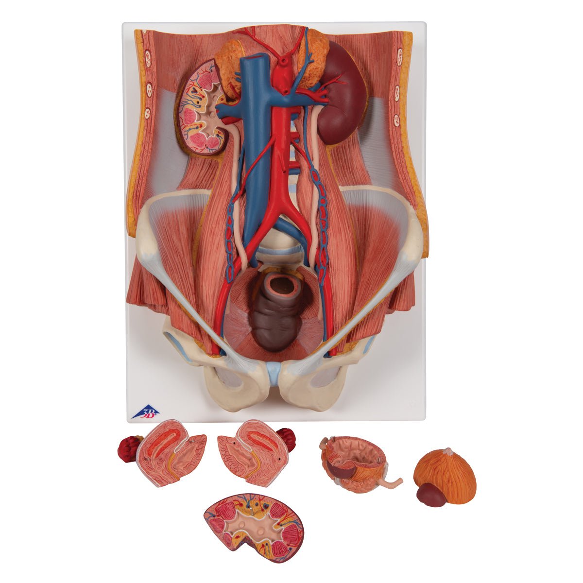 Dual Gender Urinary System Model - 6-Part Anatomical Demonstration Kit for Medical Education & Training | Perfect for Classroom, Lab & Healthcare Professional Use