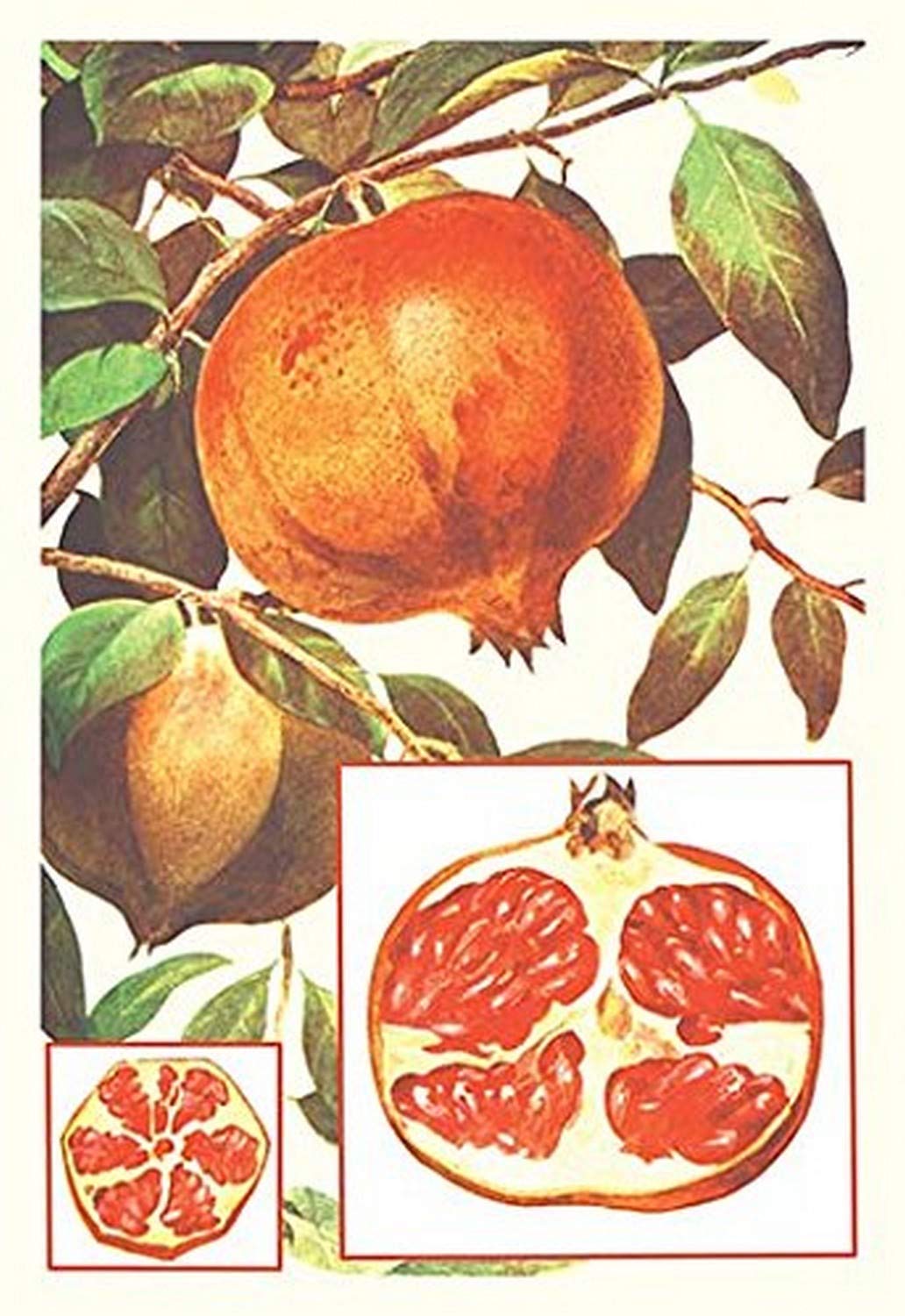 Buyenlarge 'Pomegranate' Art Print Poster - 20x30 Inches - Vibrant Fruit Wall Decor for Kitchen, Dining Room or Home Office