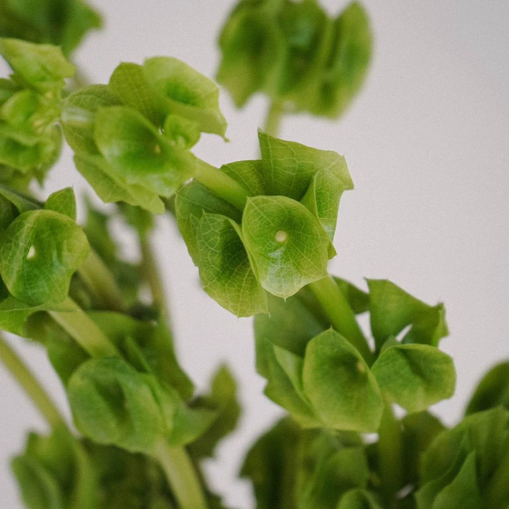Bells of Ireland Moluccella Greenery - Fresh Cut Floral Stems for Wedding Bouquets, Home Decor, and DIY Floral Arrangements