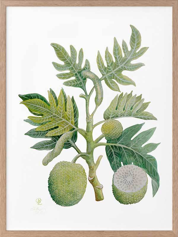 Breadfruit Framed Art Print - Tropical Fruit Wall Decor for Kitchen, Dining Room & Office - Perfect for Home Decor & Gift Giving