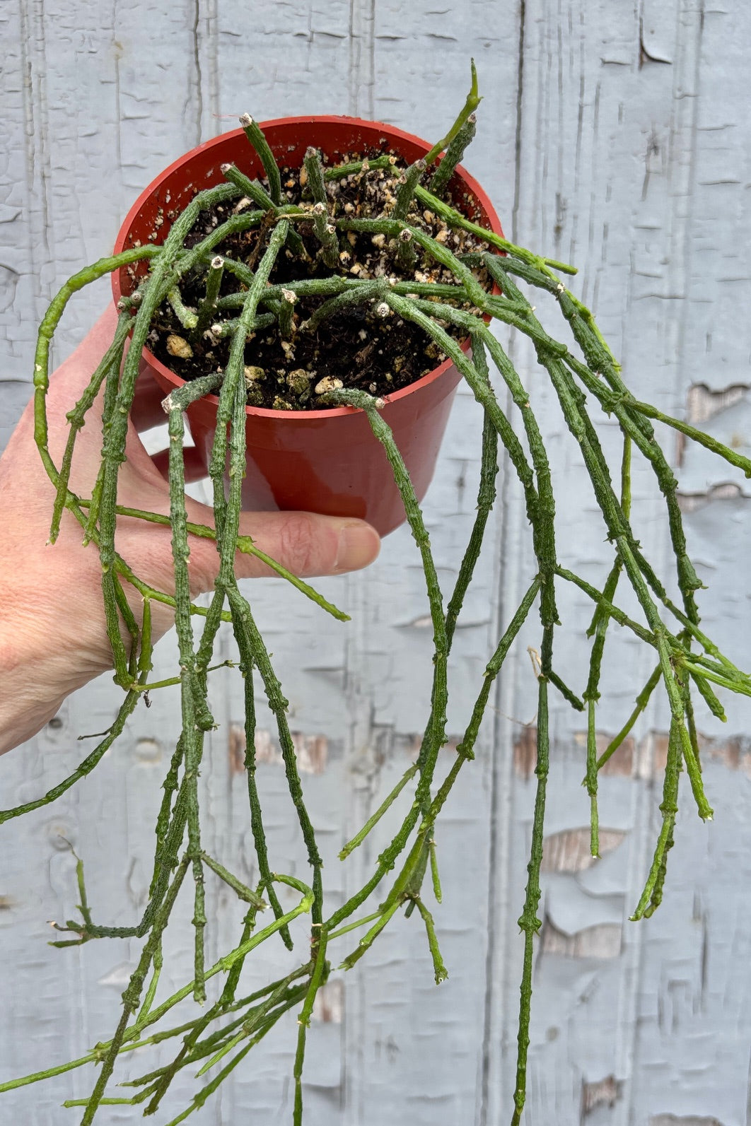 Cynanchum Marnierianum Succulent Plant - Rare Live Succulent for Home Decor, Office Desk, and Garden Landscaping