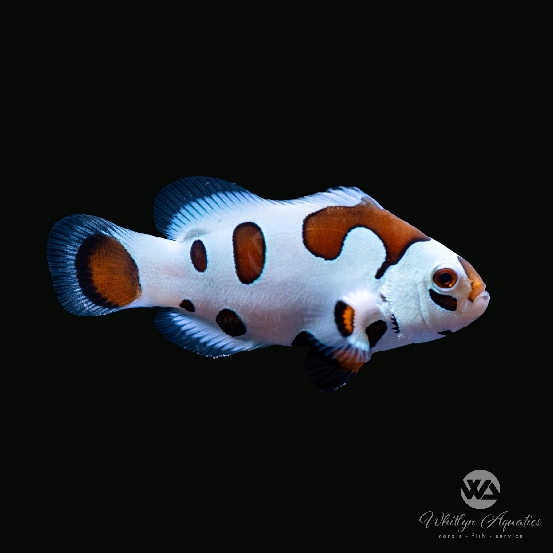 Photon Storm Clownfish (Amphiprion Ocellaris) - Saltwater Aquarium Fish for Reef Tanks & Marine Aquascaping