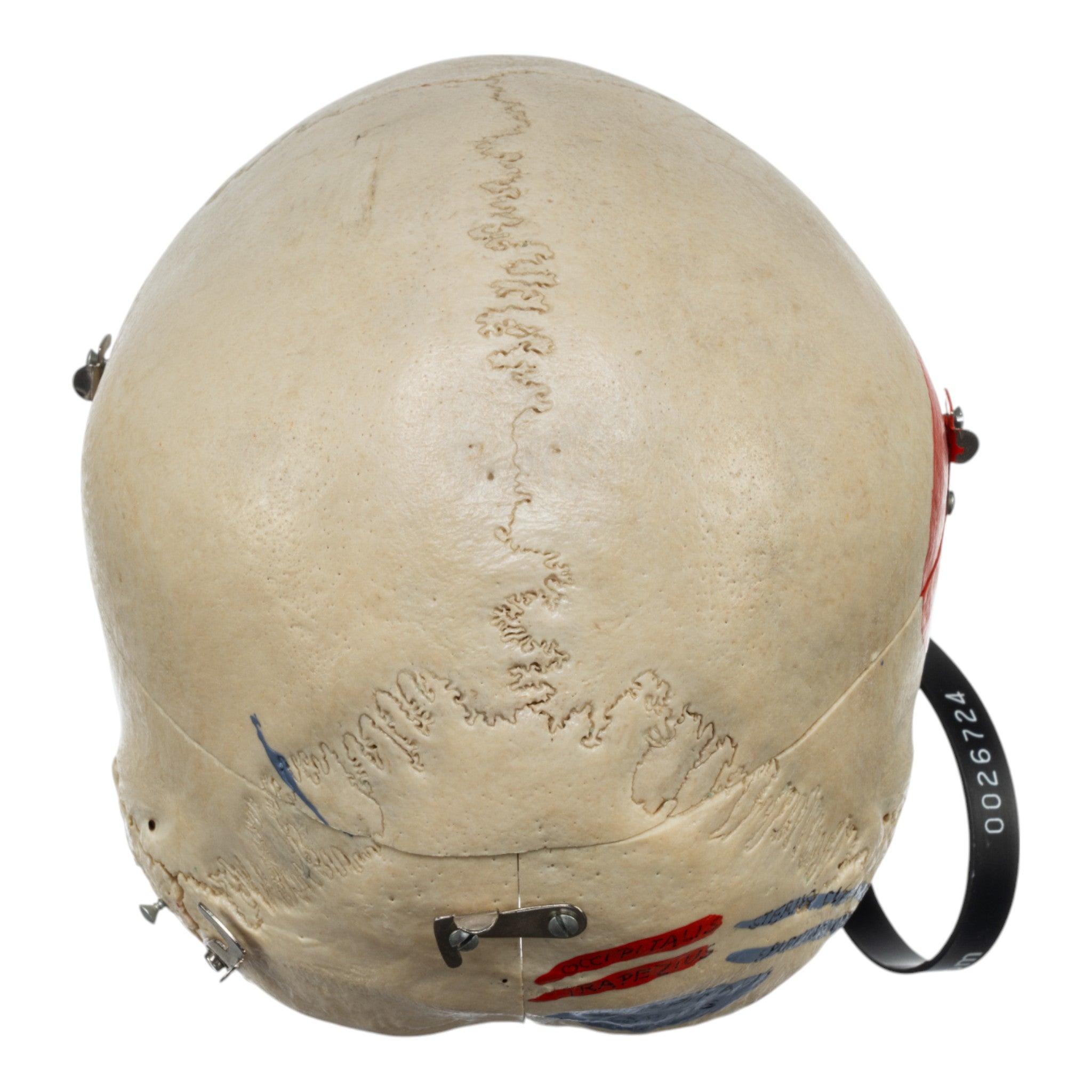 Authentic Real Human Skull for Medical Study - Perfect for Anatomy Education, Forensic Research & Halloween Decor