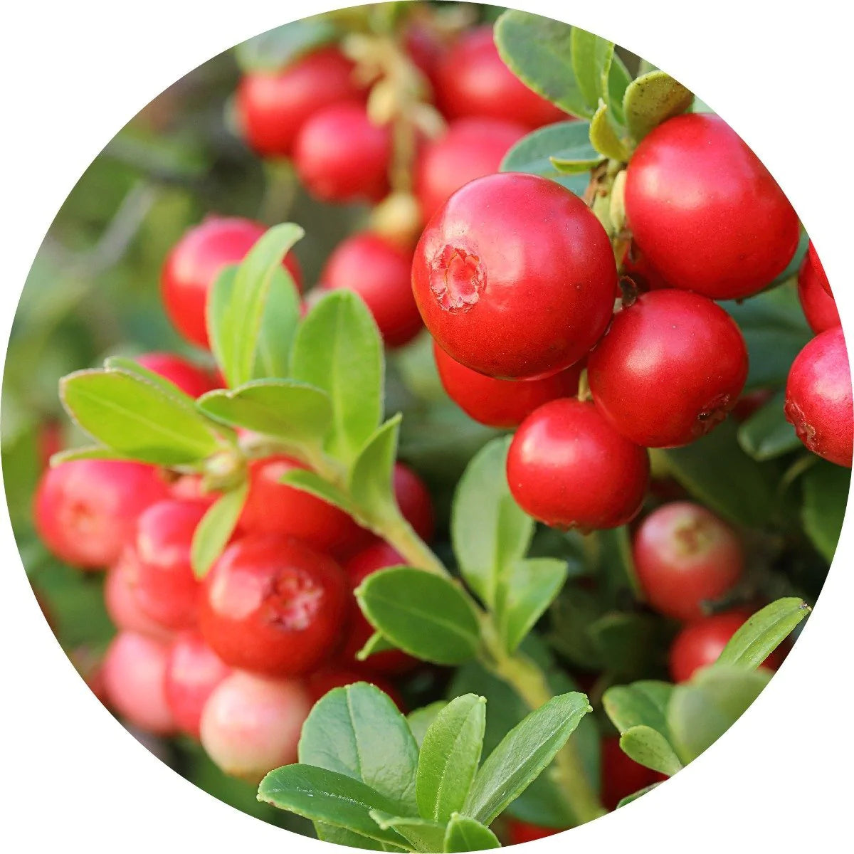 Organic Cold-Pressed Cranberry Seed Carrier Oil for Skin & Hair - 100% Pure, Natural, Unrefined - Perfect for DIY Beauty, Massage & Aromatherapy