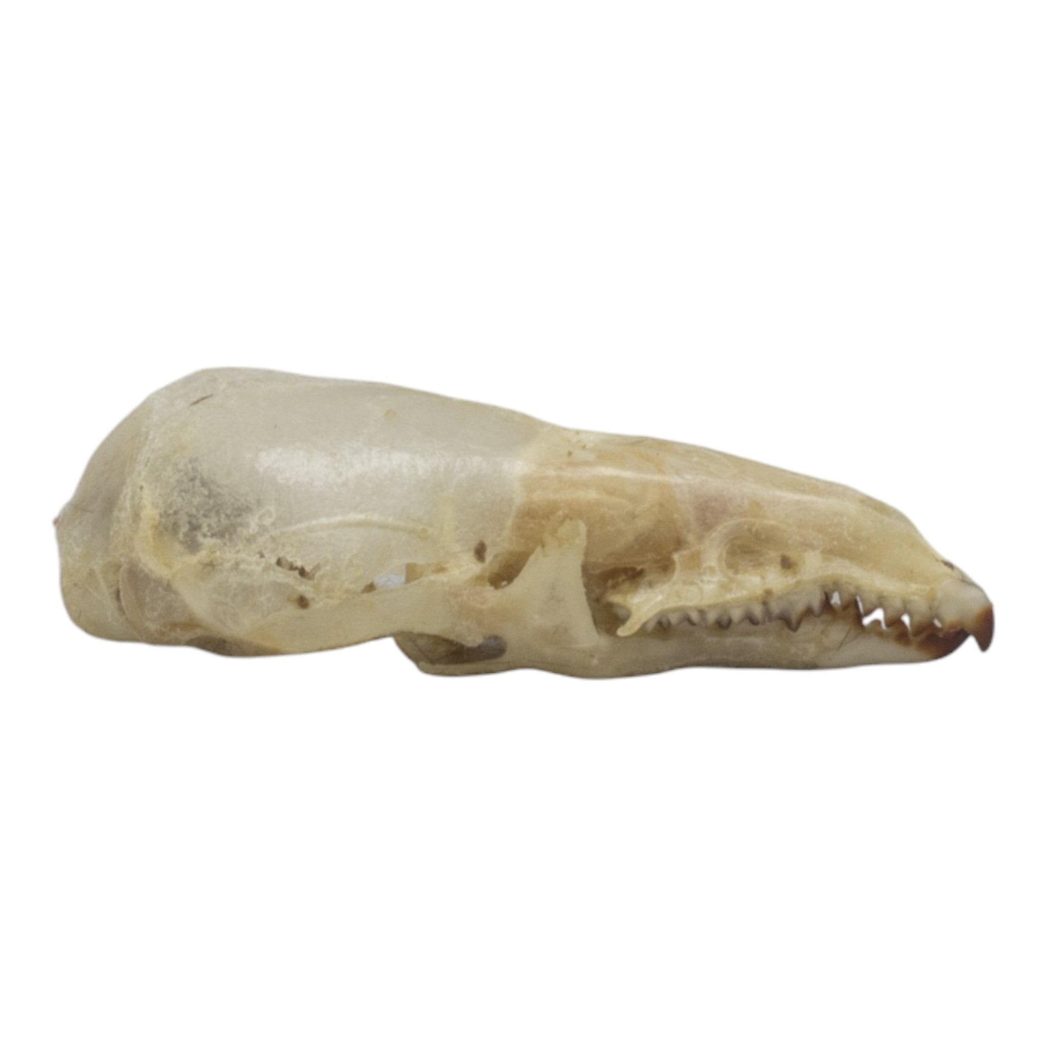 Authentic Pribilof Island Shrew Skeleton - Rare Specimen for Science Study, Biology Education & Natural History Collection | Perfect for Classroom Display, Museum Exhibits & Research Projects