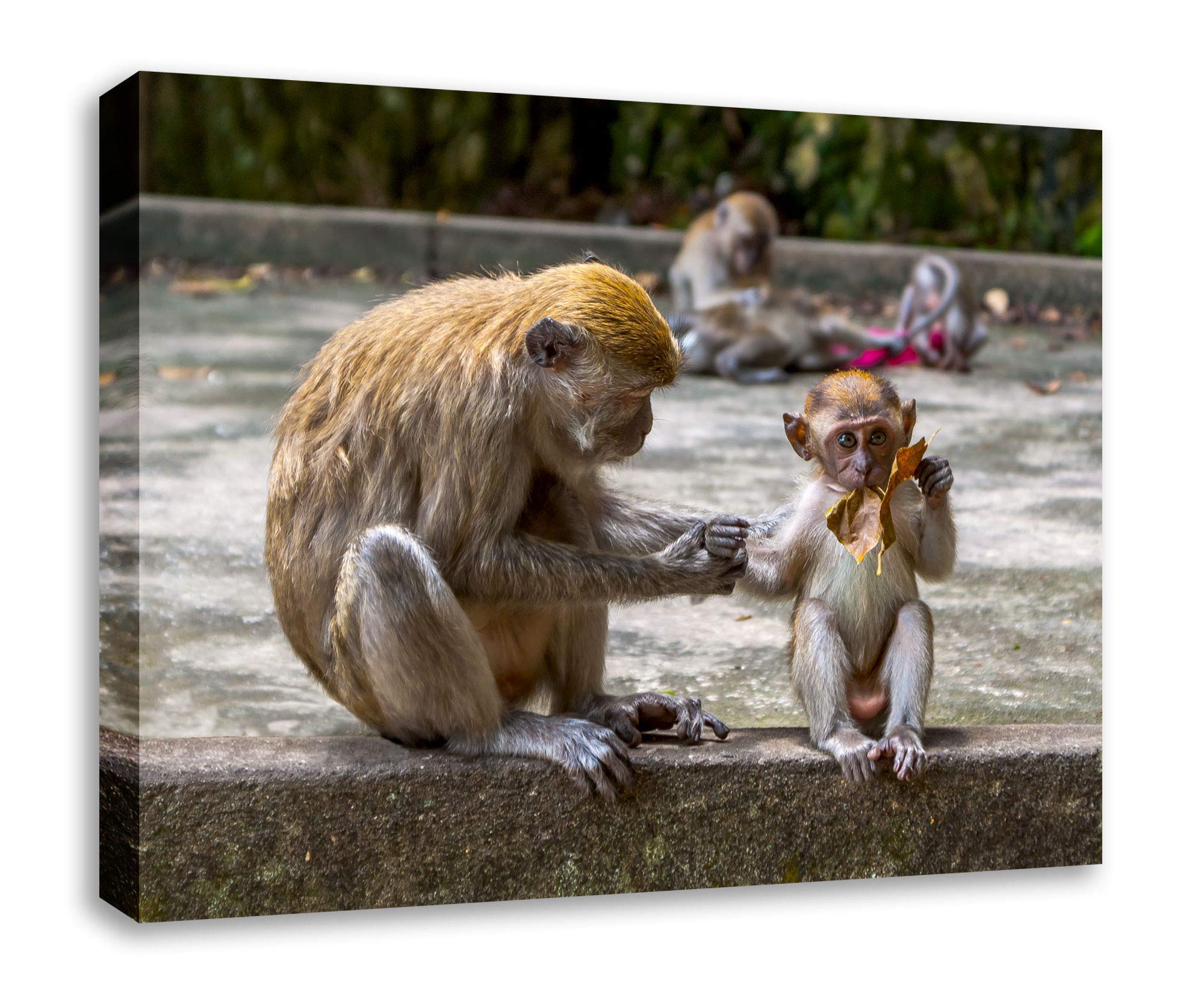 Monkey Wall Art Photography - Macaques Mother and Baby Print - Wildlife Home Decor for Living Room, Nursery & Office