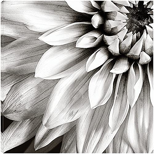 Dahlia in Black & White