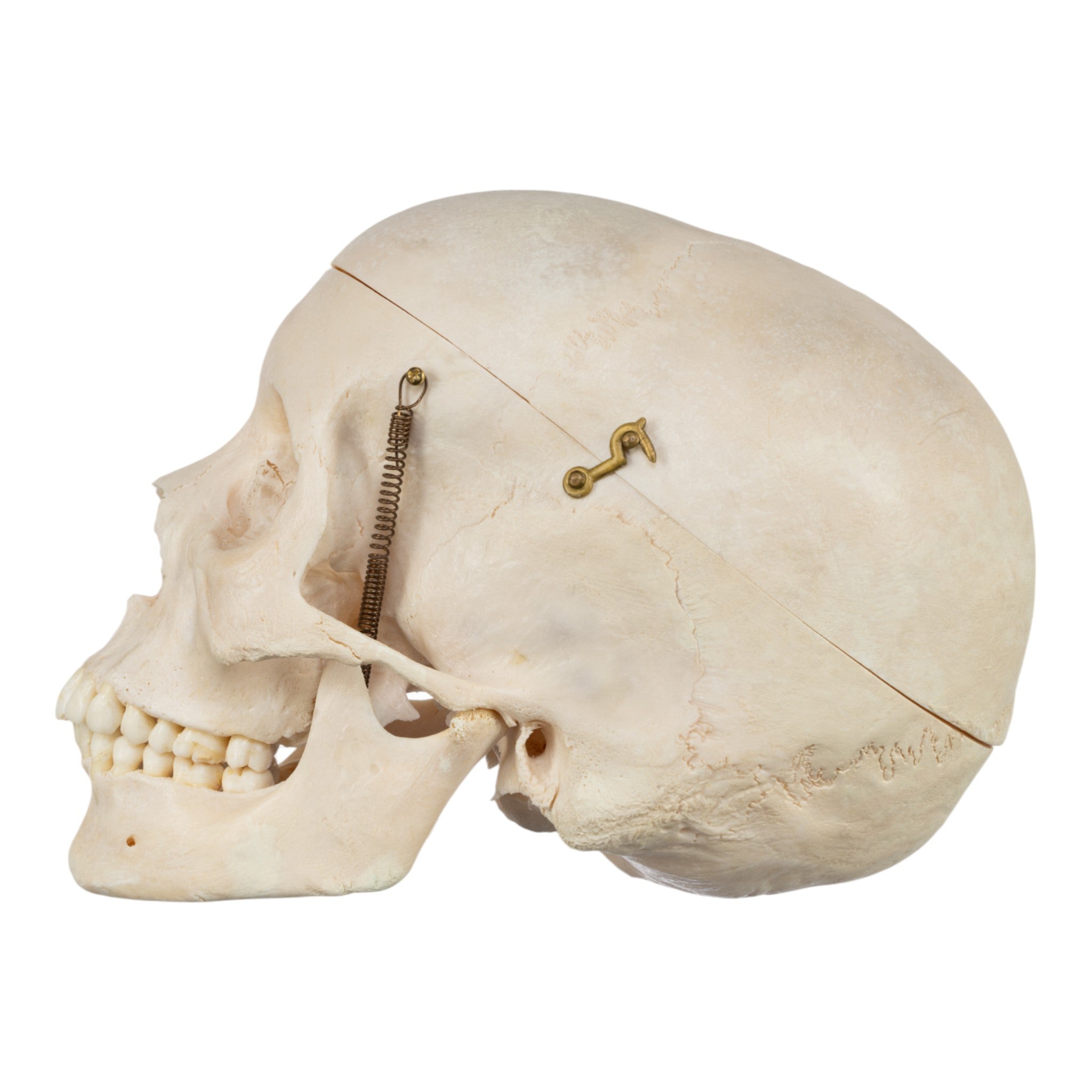 Real Human Half Skeleton Disarticulated - Anatomical Model for Medical Education, Science Classrooms & Halloween Decor