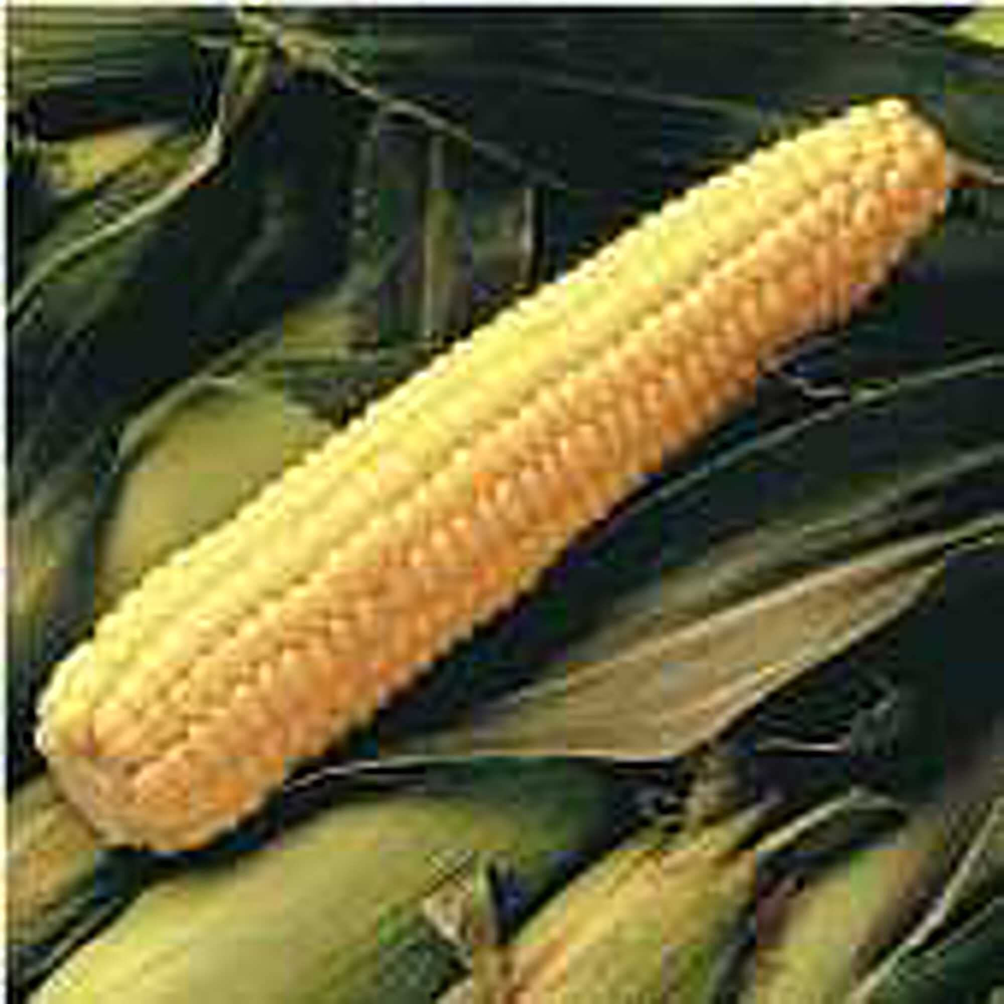 Non-GMO Early Sunglow Corn Seeds (20+ Seeds) | Sweet Yellow Corn for Home Garden, Greenhouse & Outdoor Planting | Fresh Vegetable Seeds for Cooking, Canning & Healthy Snacks