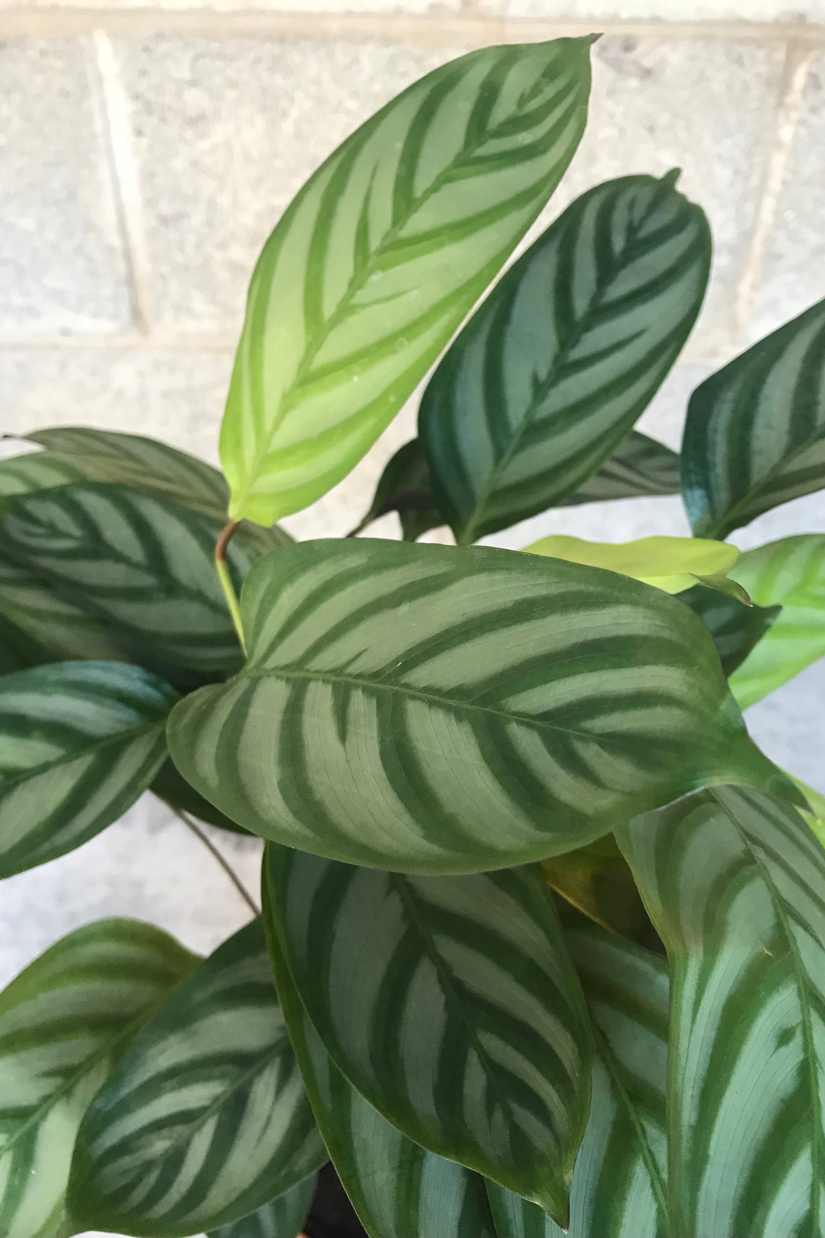 Ctenanthe Setosa Prayer Plant - 6 Inch Live Indoor Houseplant for Home & Office Decor | Perfect for Low Light Spaces, Air Purifying & Relaxation