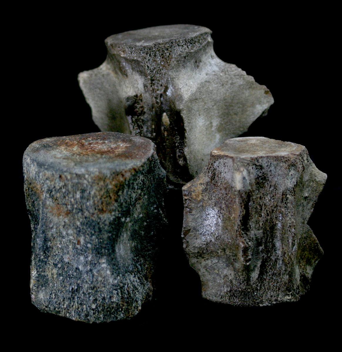Authentic Fossil Whale Vertebrae for Sale - Rare Marine Mammal Bone Specimen - Perfect for Paleontology Collectors & Home Decor