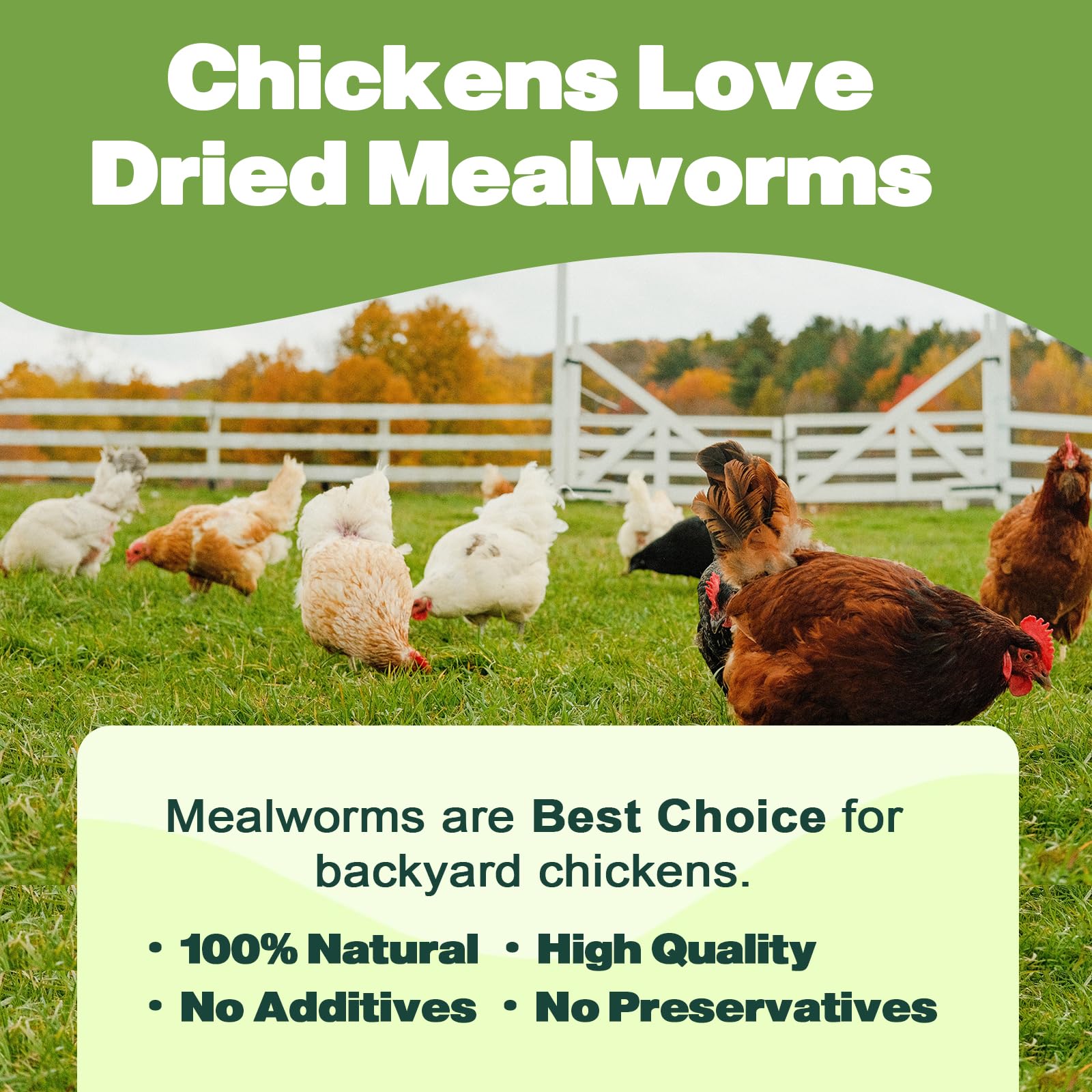 Premium Dried Mealworms - 5 LBS Bulk - 100% Natural Non-GMO High Protein Insect Food for Wild Birds, Chickens, Reptiles & Small Pets - Perfect for Bird Feeders, Chicken Treats & Reptile Nutrition