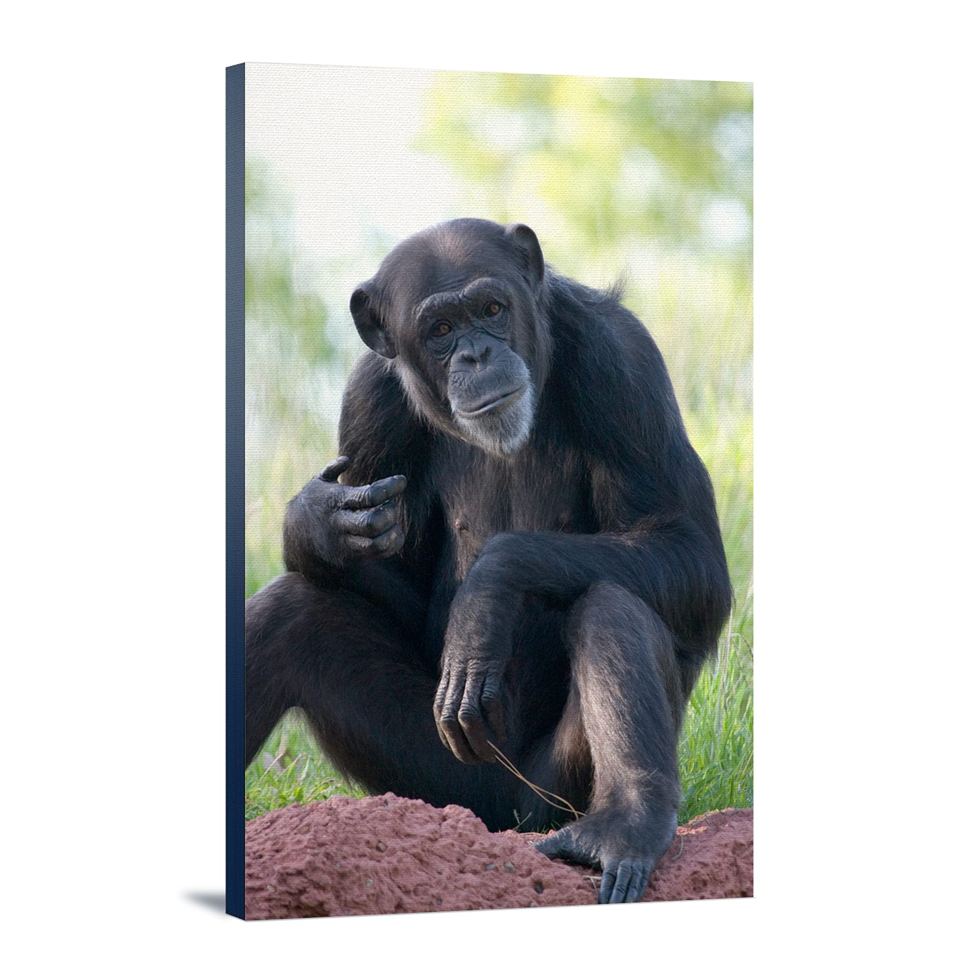 Lantern Press Chimpanzee Wall Art - 16x24 Wrapped Canvas Print for Home & Office Decor - Perfect for Living Room, Bedroom or Gift